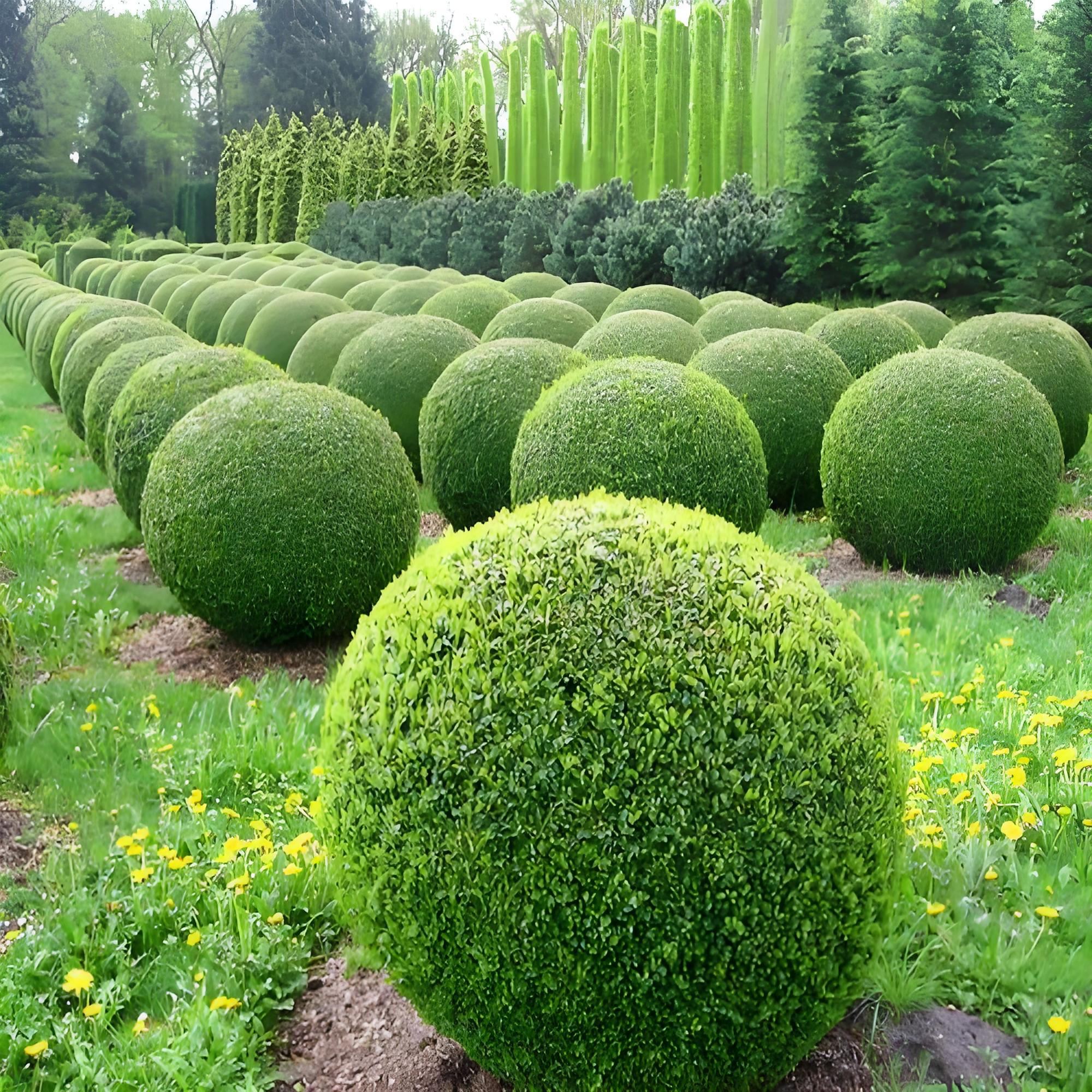 Plant modeling techniques in garden horticulture