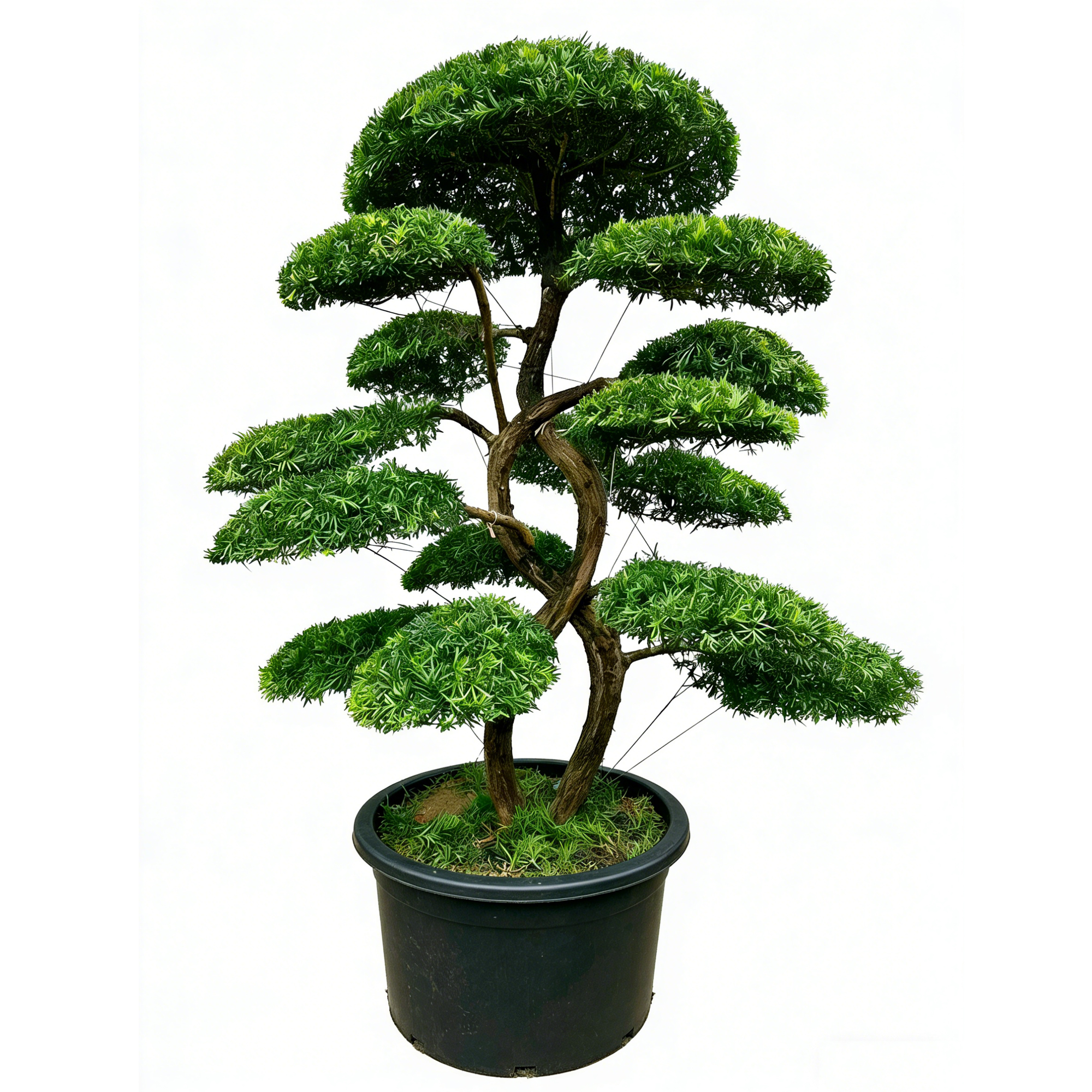 Podocarpus macrophyllus