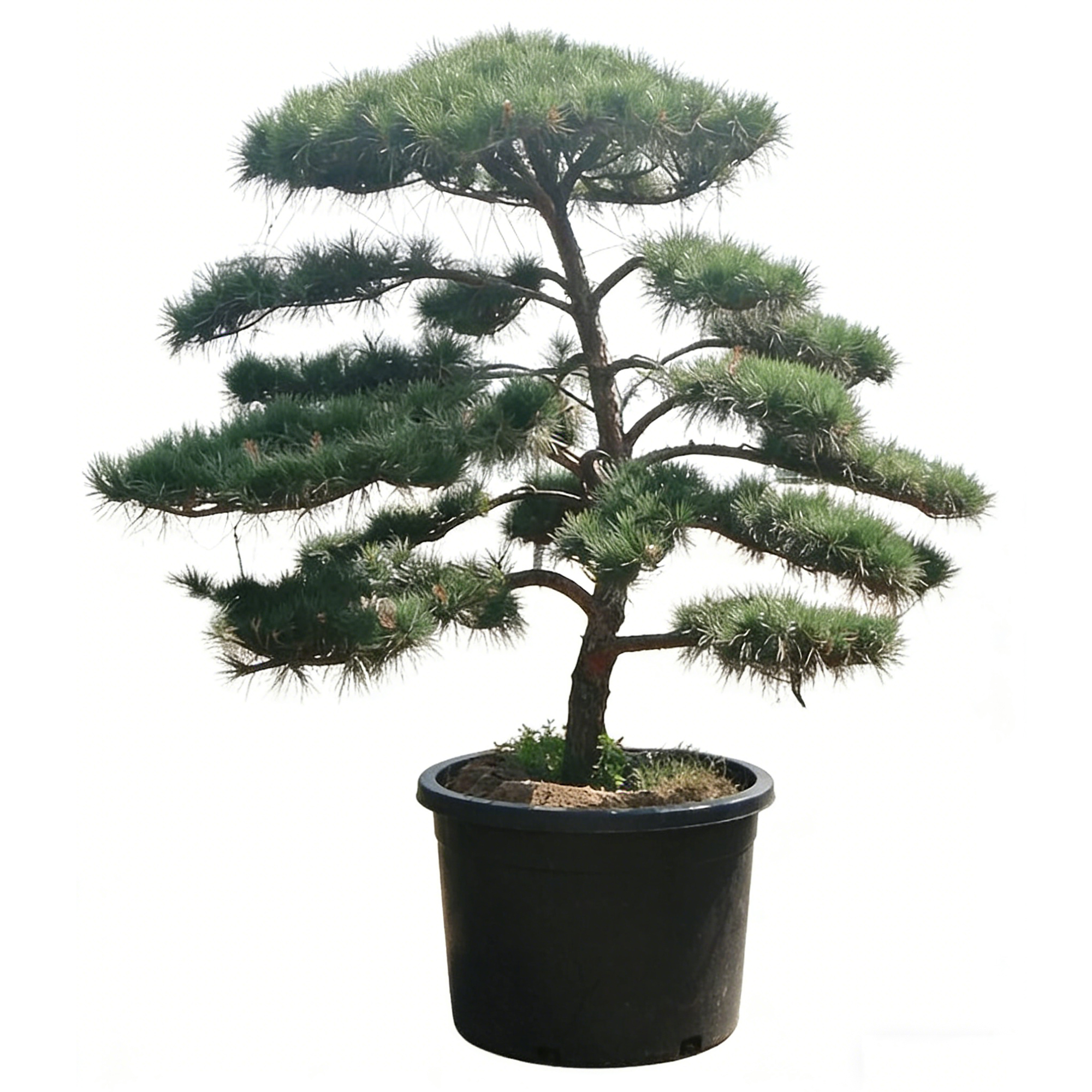 Pinus tabuliformis