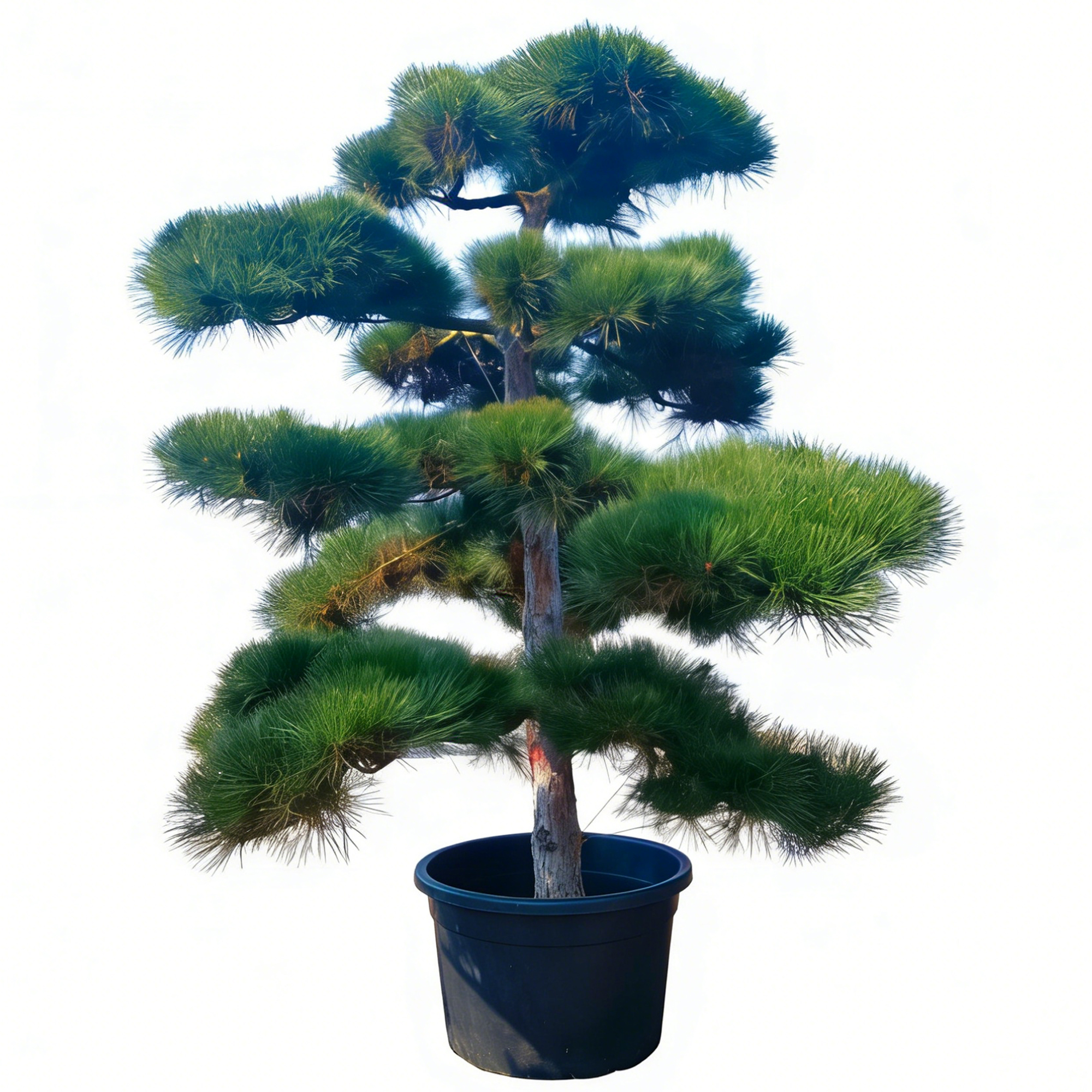 Pinus thunbergii