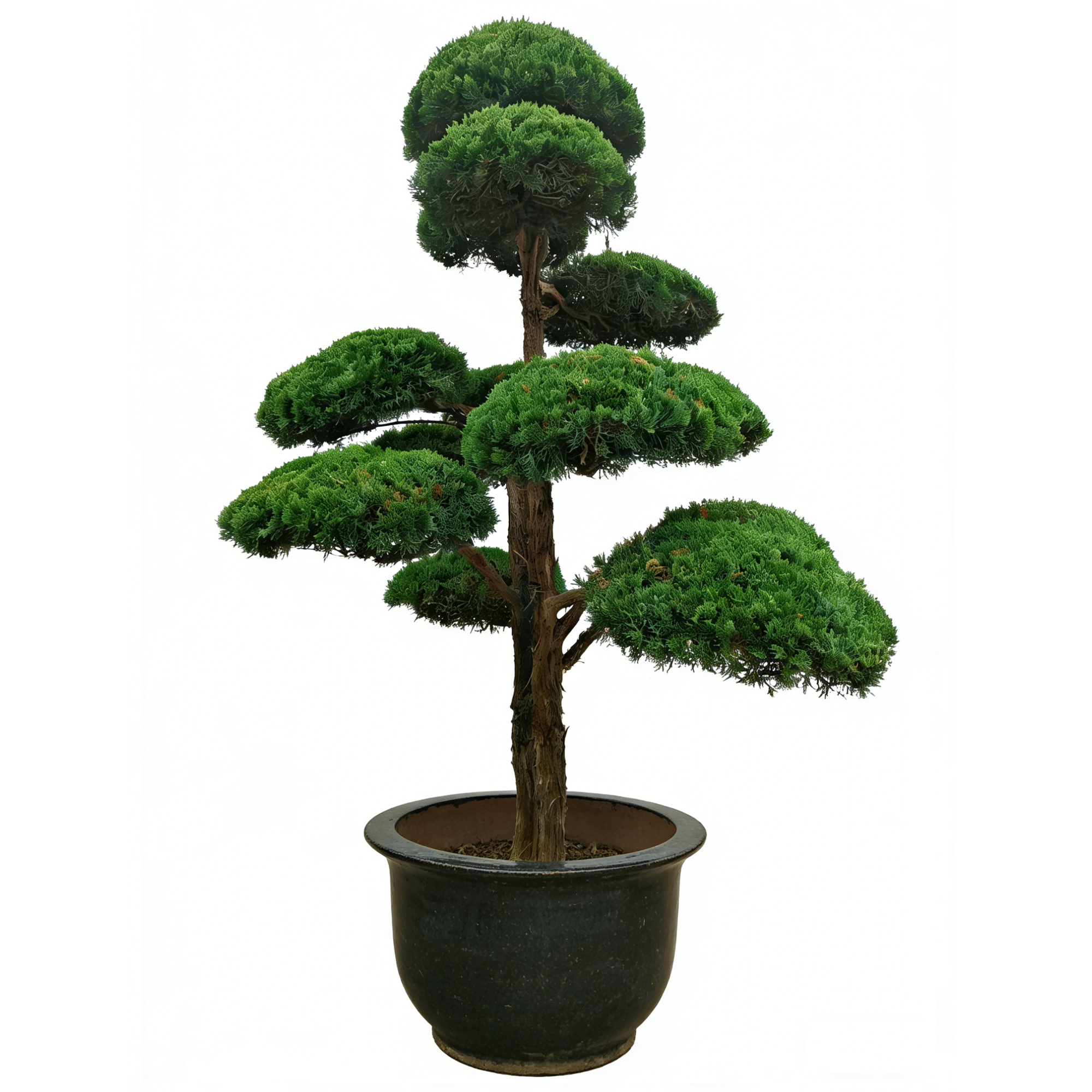 Juniperus chinensis