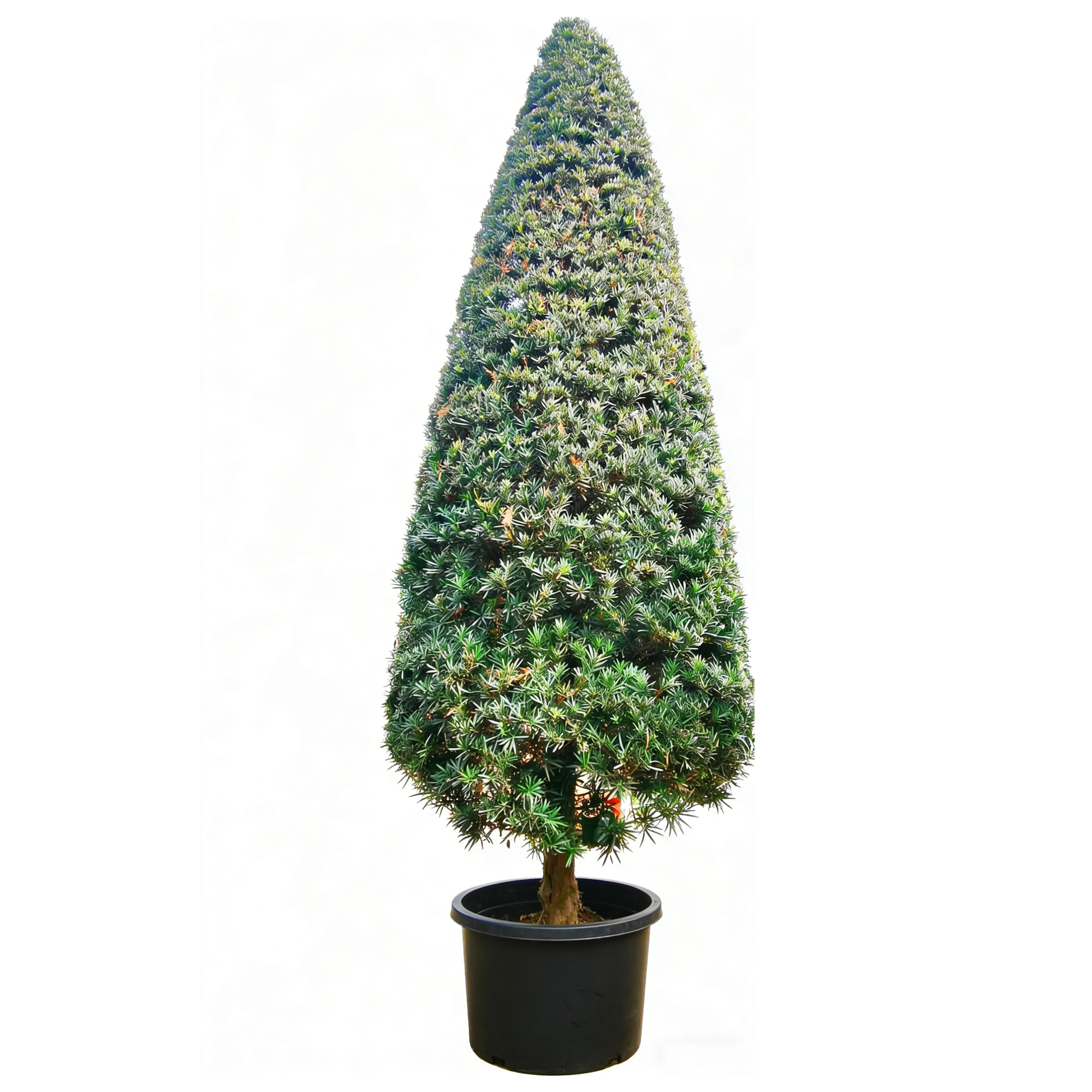 Sabina chinensis