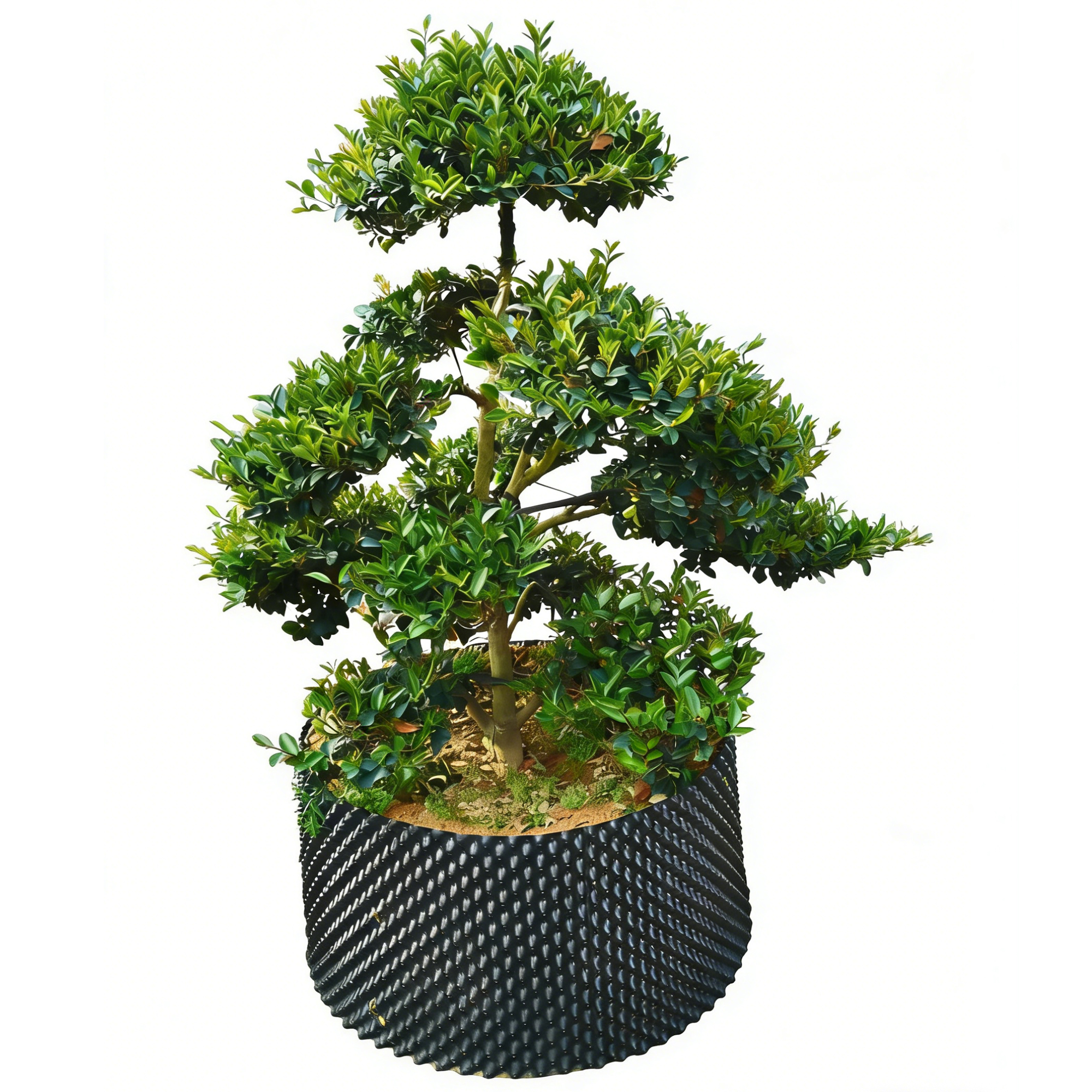 Juniperus rigida Siebold & Zucc.
