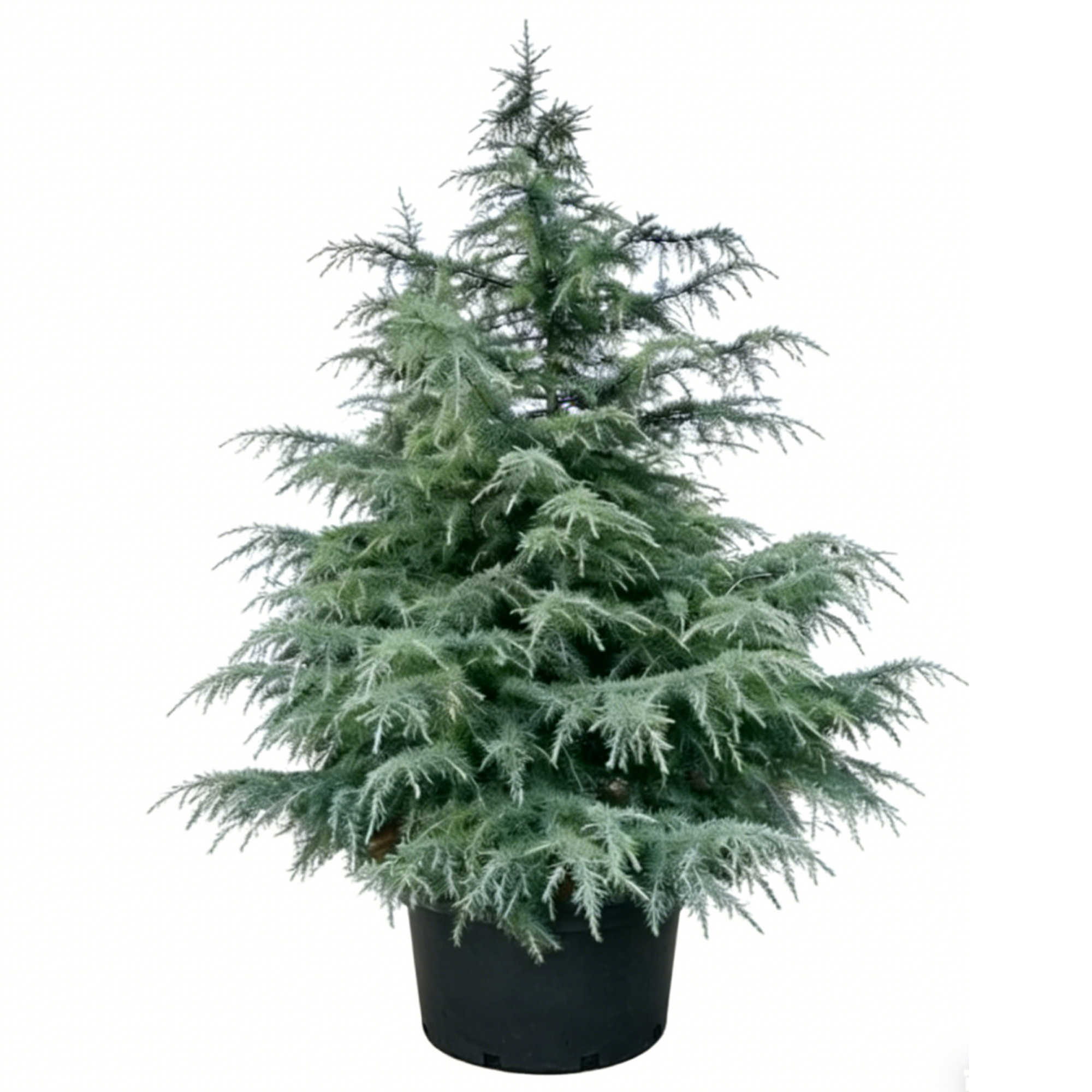 Cedrus deodara