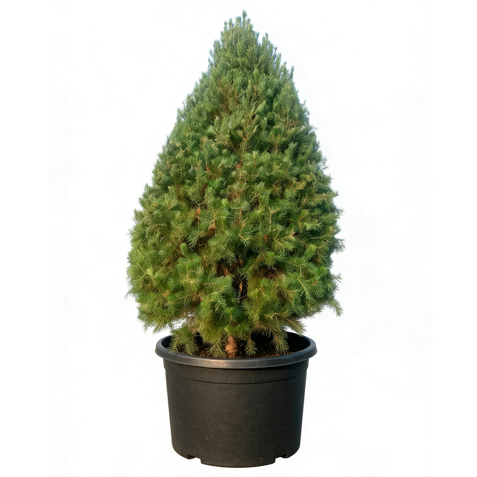 ‌Pinus bungeana