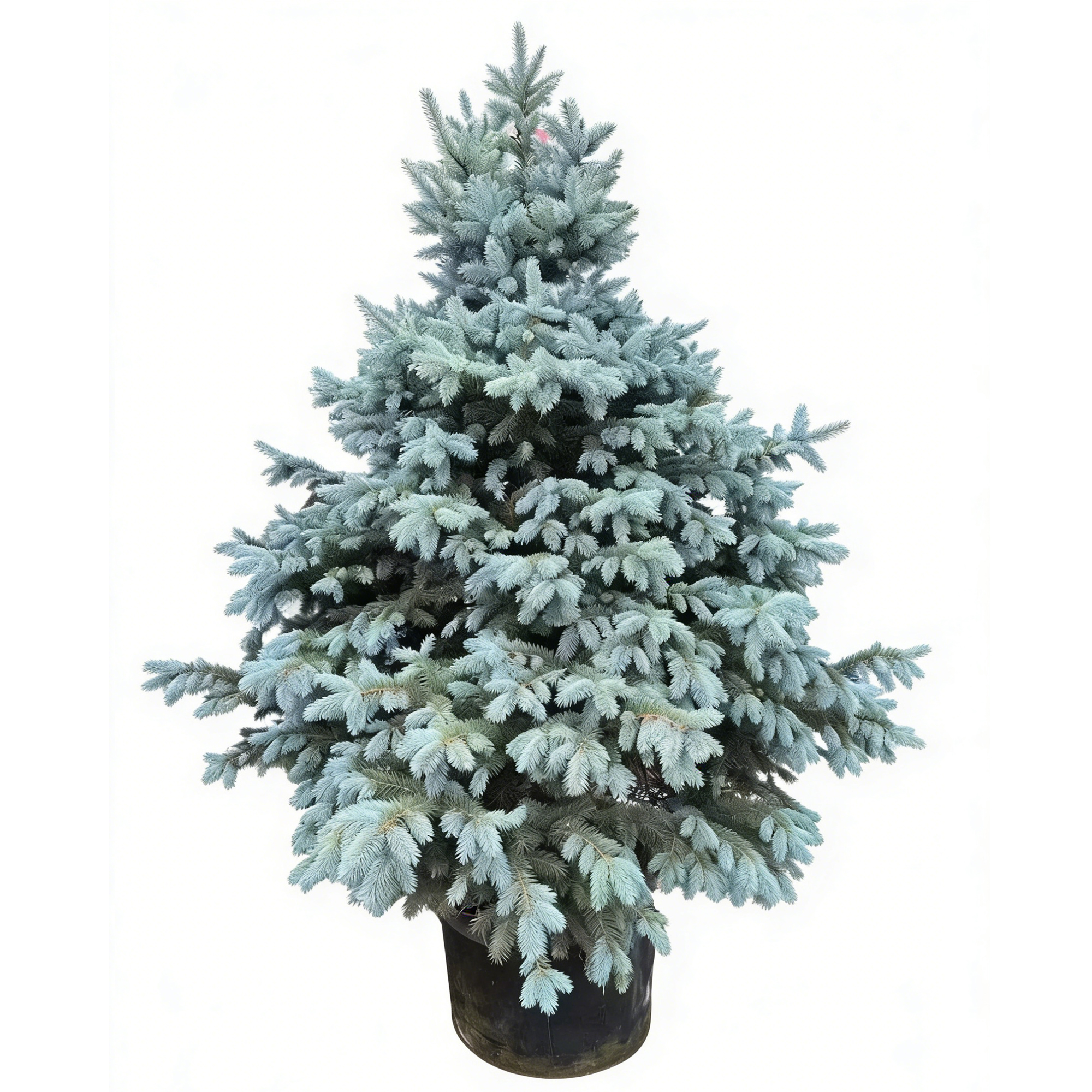Picea pungens