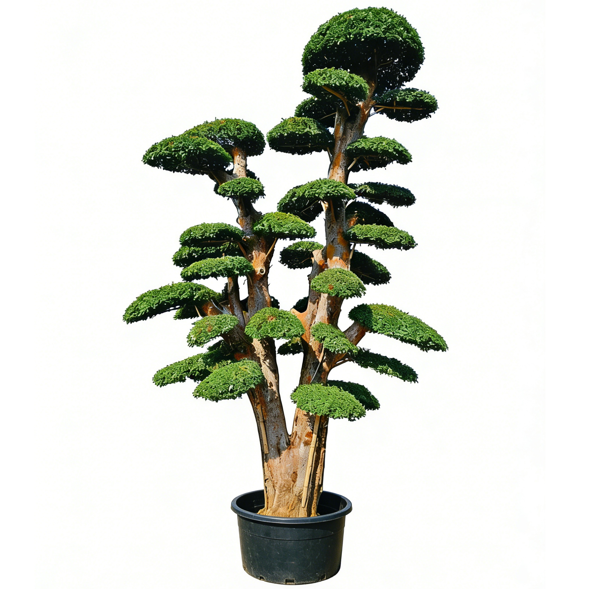 Ulmus parvifolia