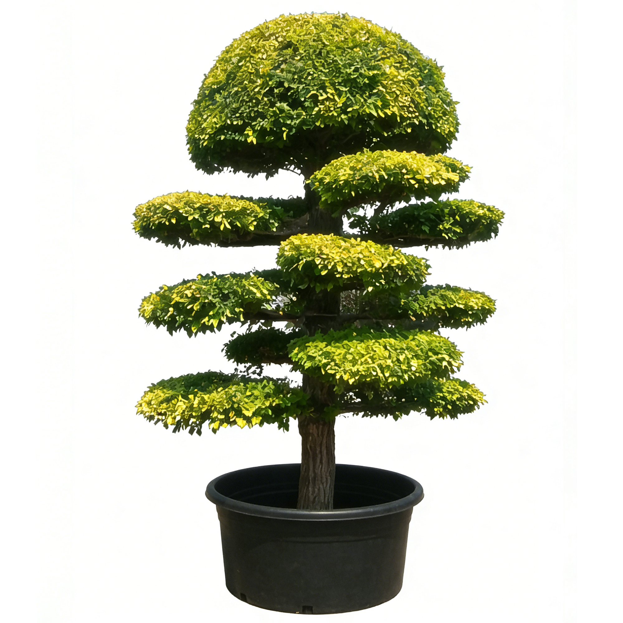 Ulmus pumila 'jinye'