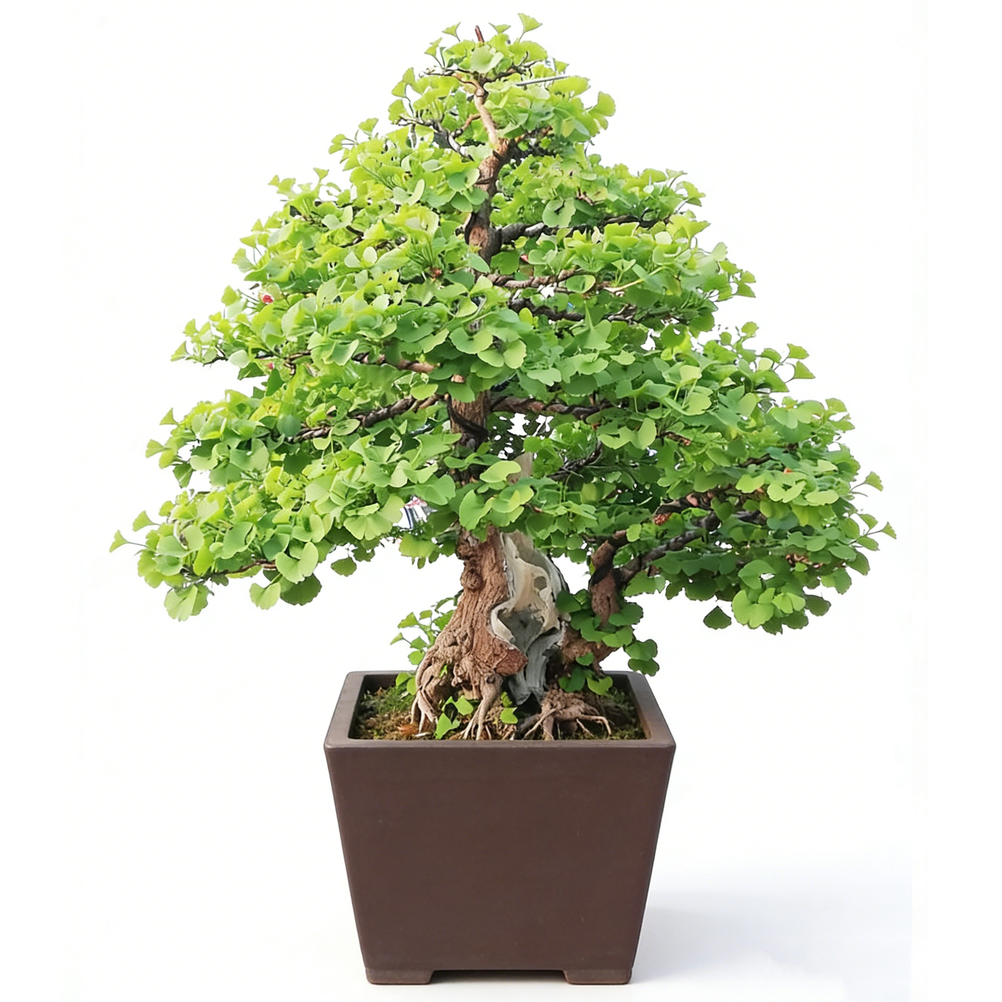 Ginkgo biloba