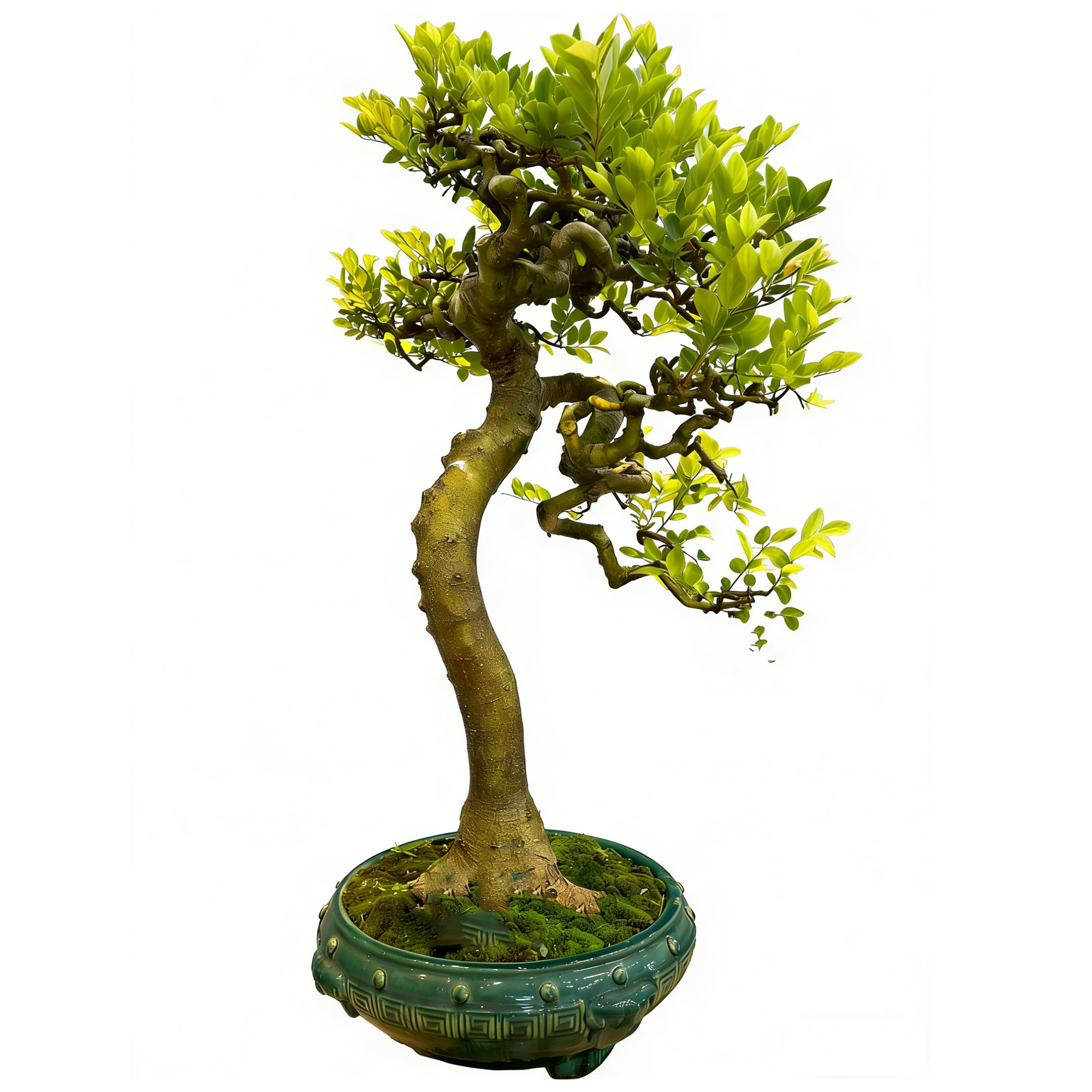 Celtis sinensis