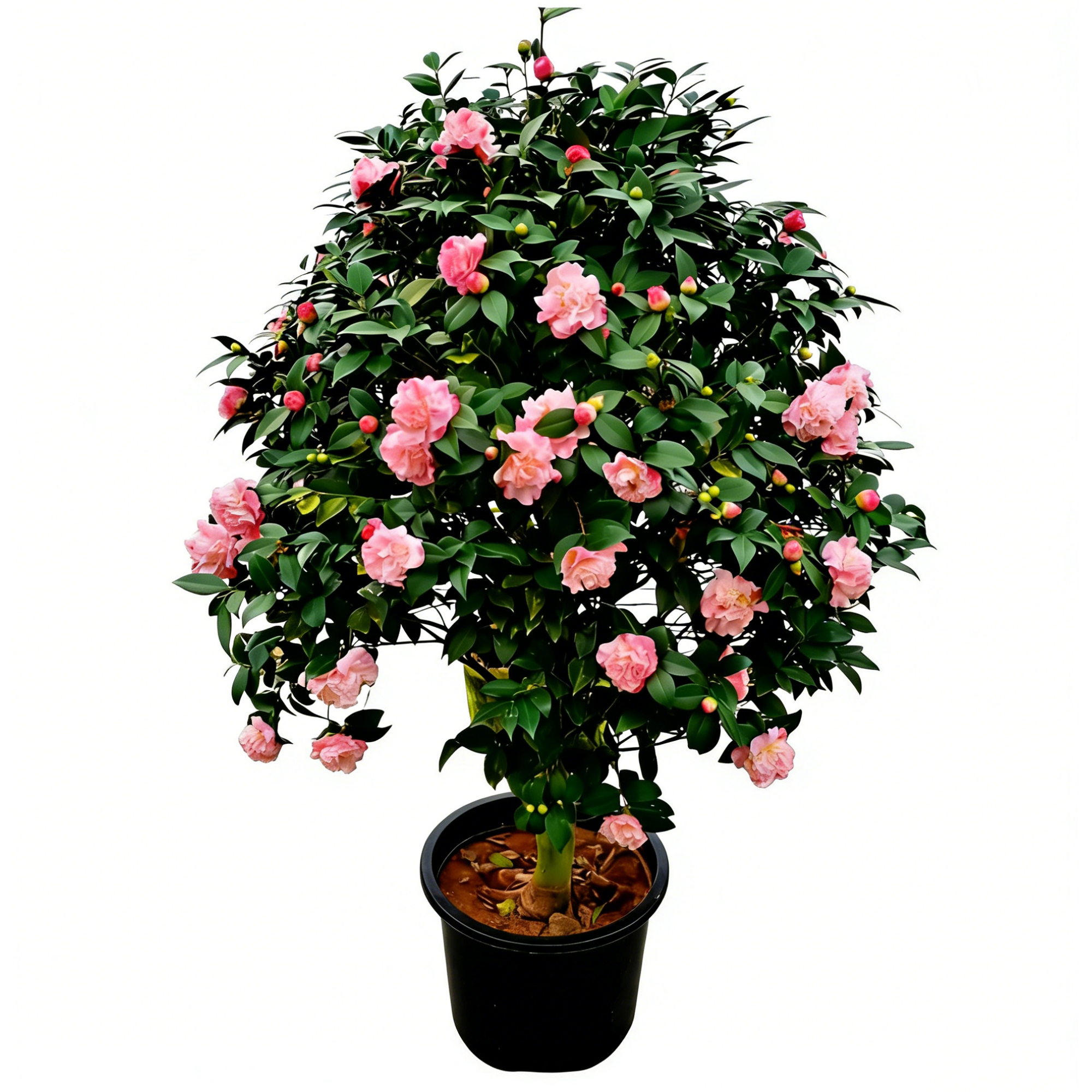 茶花