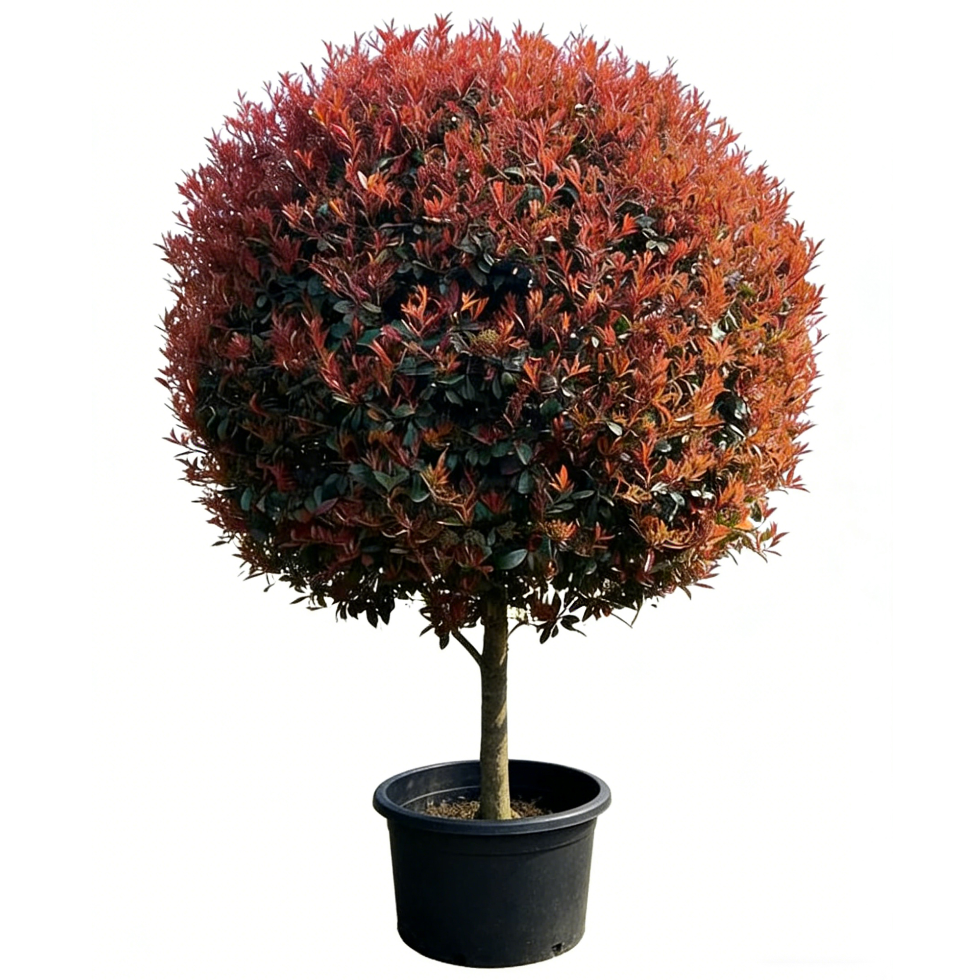 Photinia × fraseri