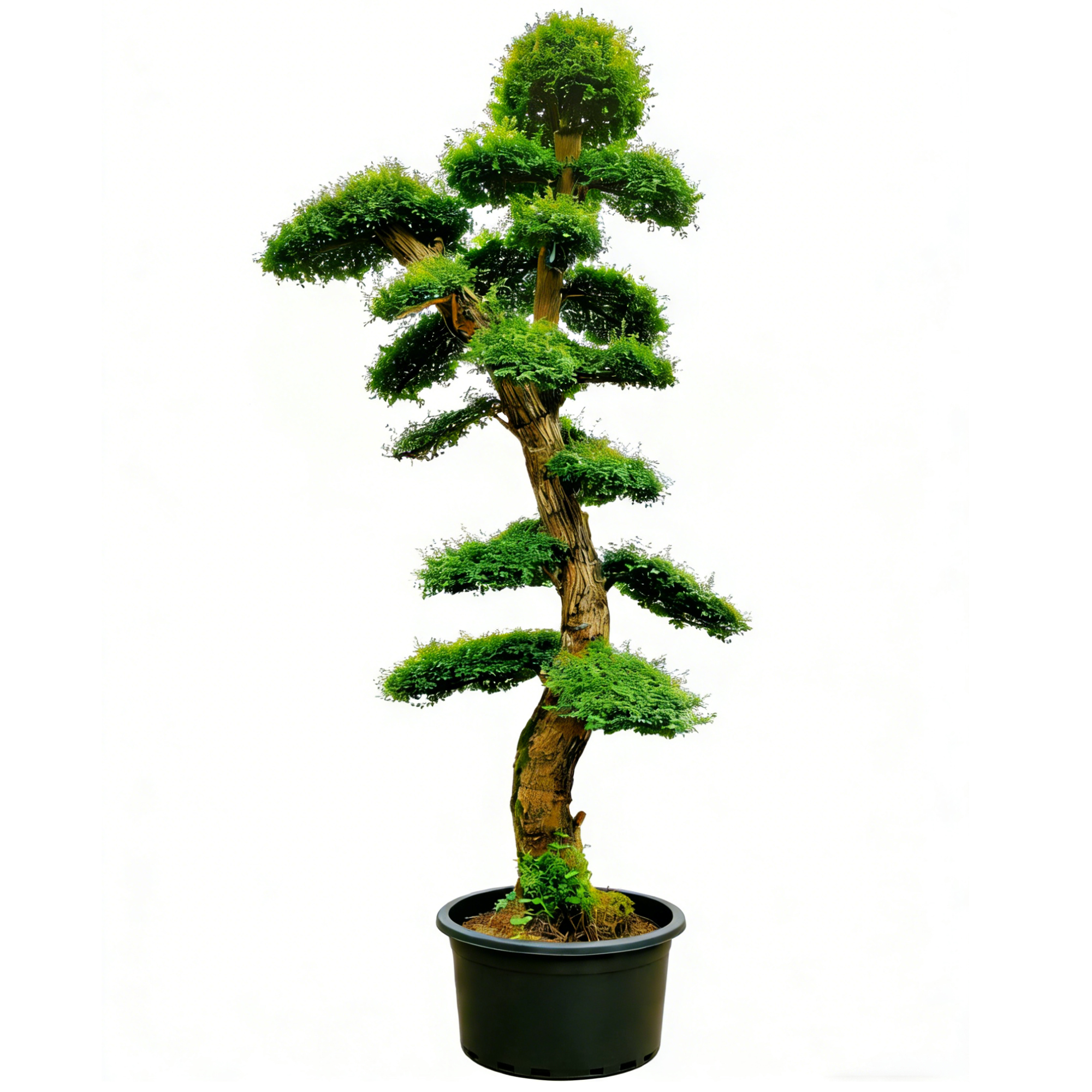 Ligustrum quihoui