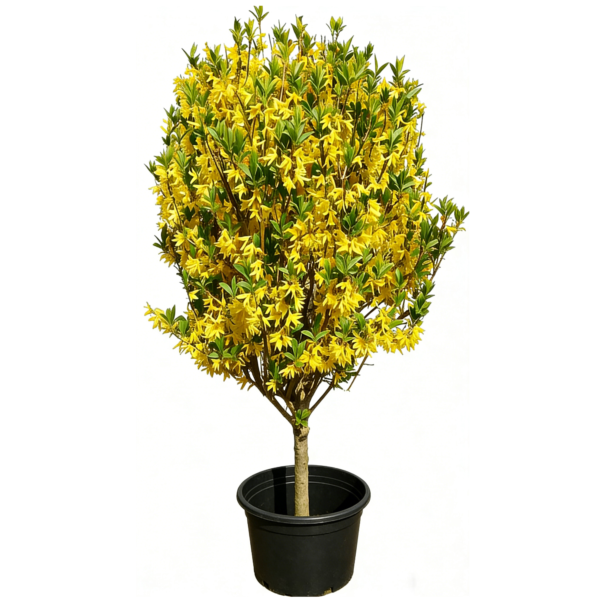 Forsythia suspensa