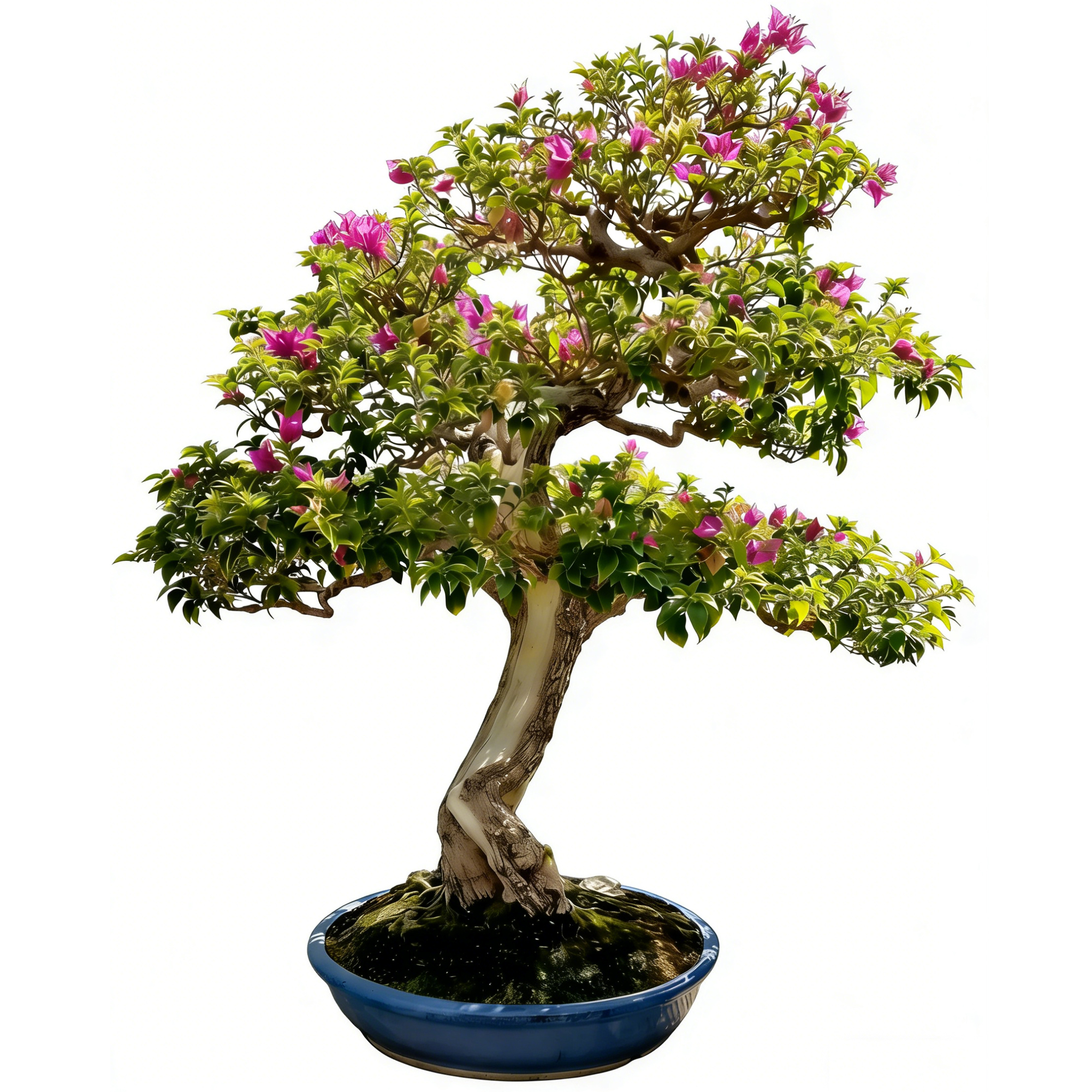 Hibiscus syriacus