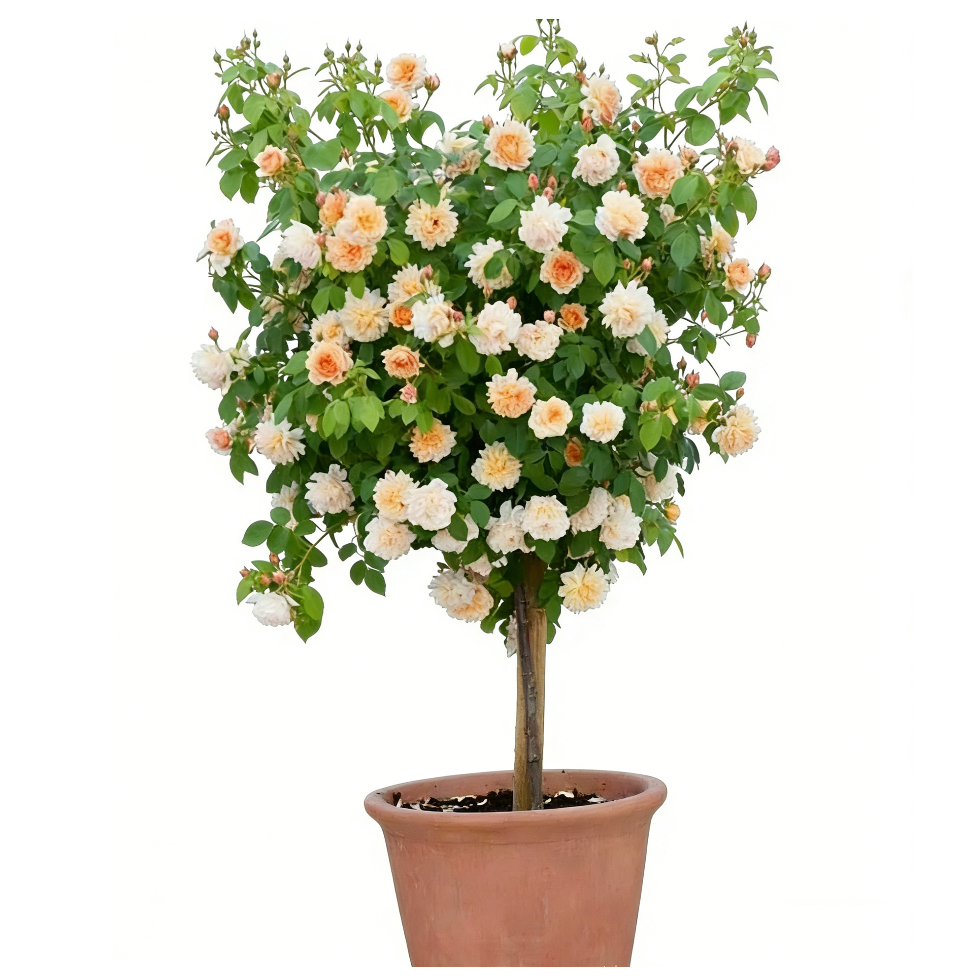 Rosa chinensis