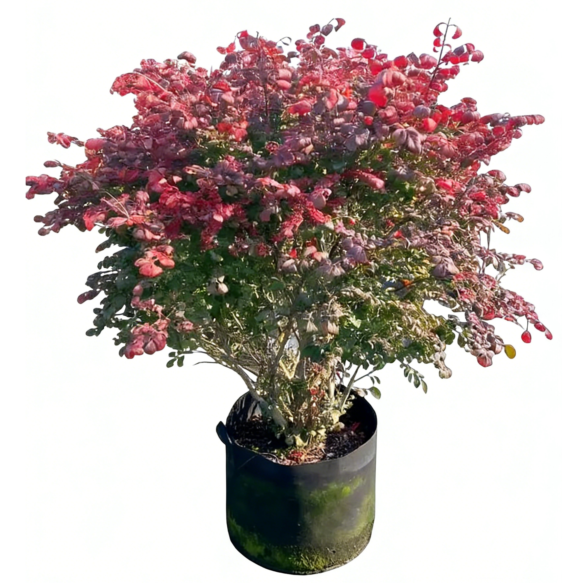 Euonymus alatus cv.