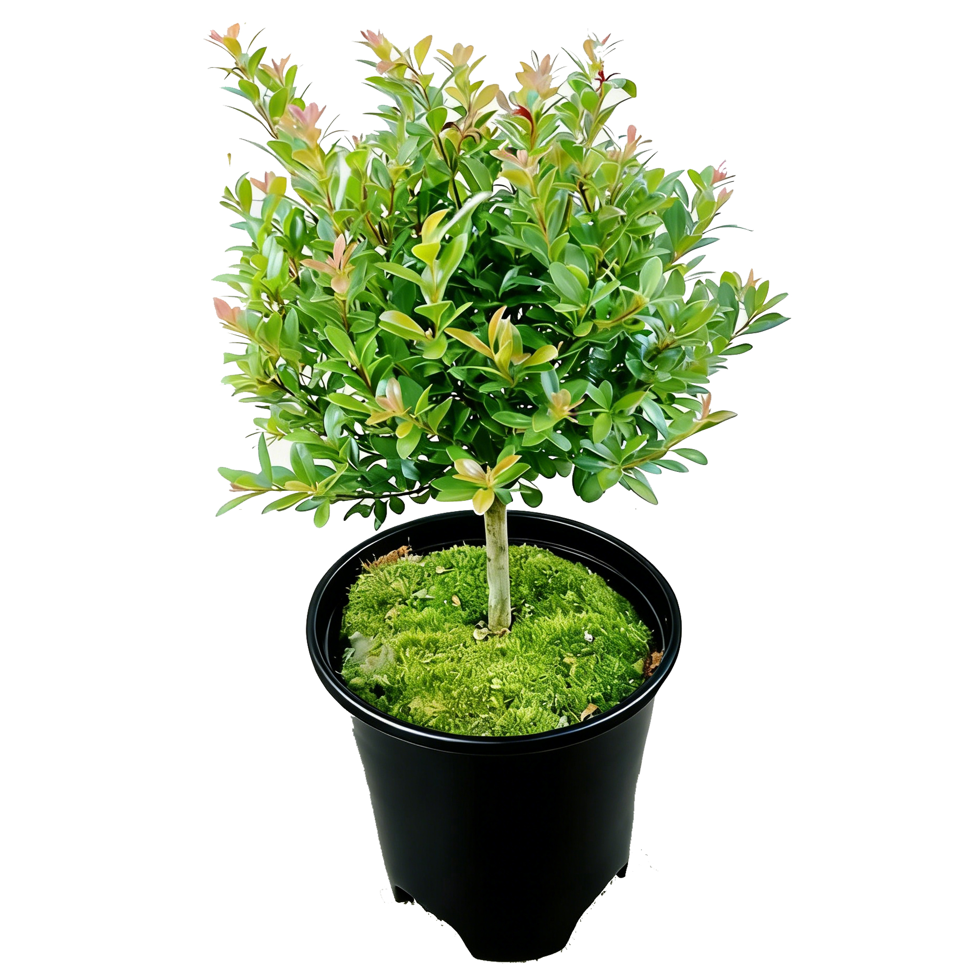 Syzygium grijsii