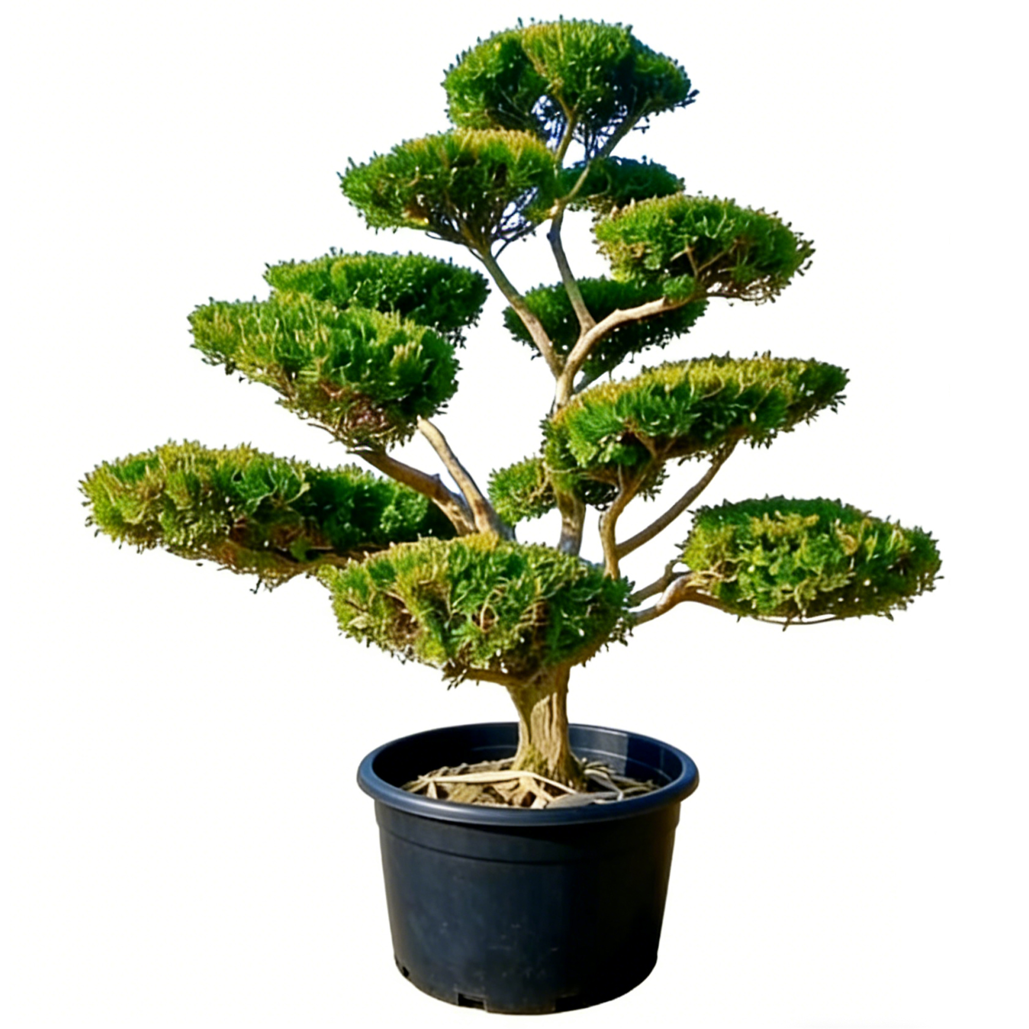 Buxus sinica