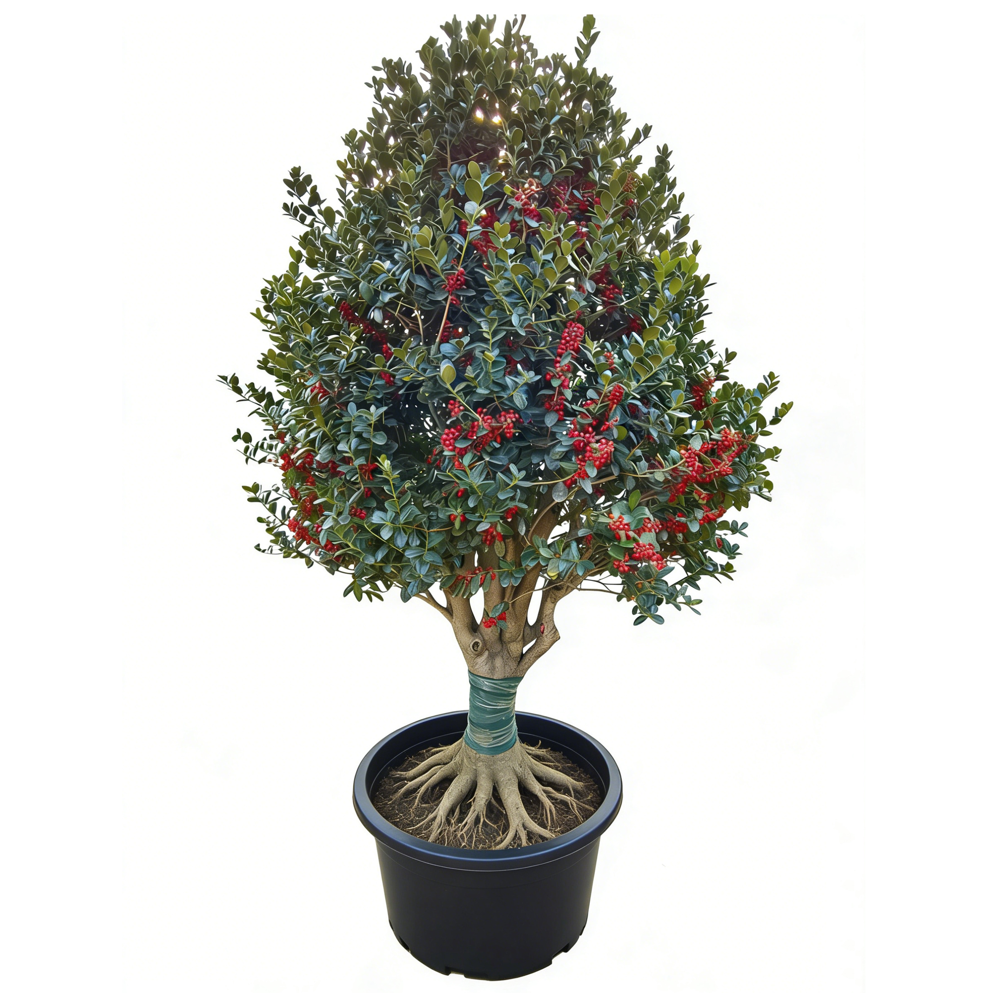Ilex cornuta 'Fortunei'