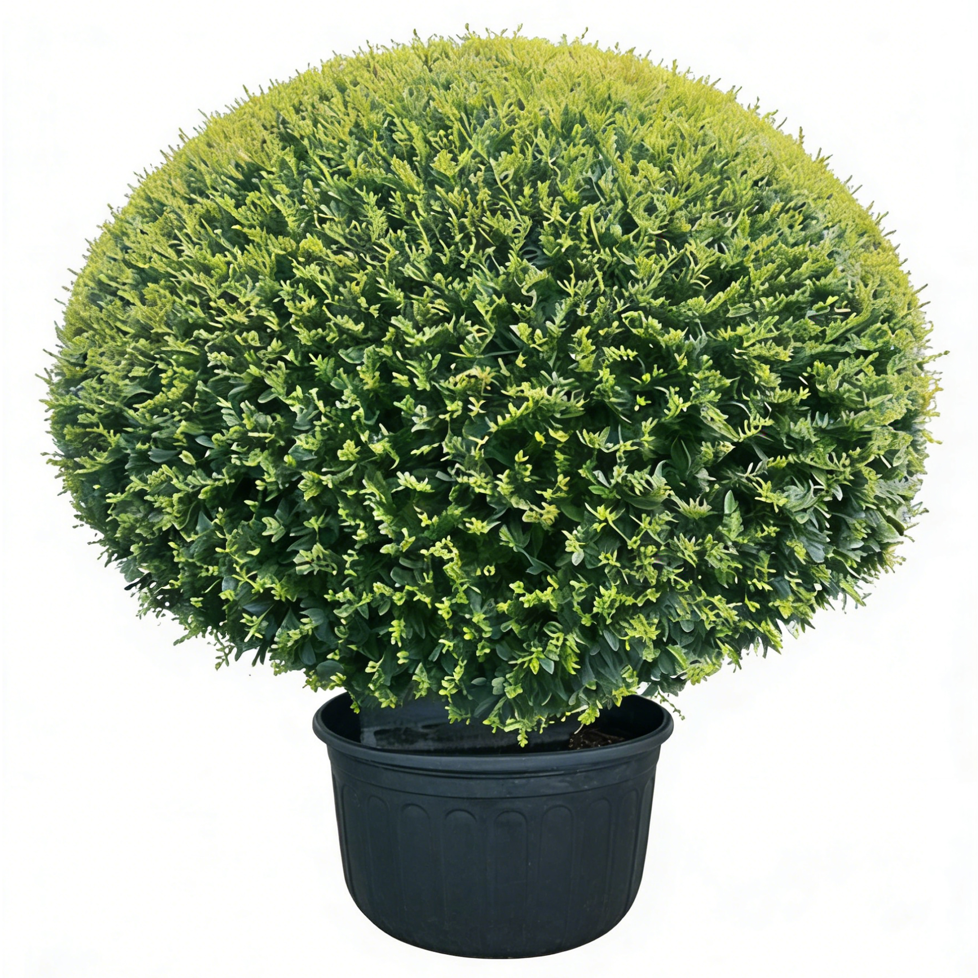 Ilex vomitoria ‘Schilling’