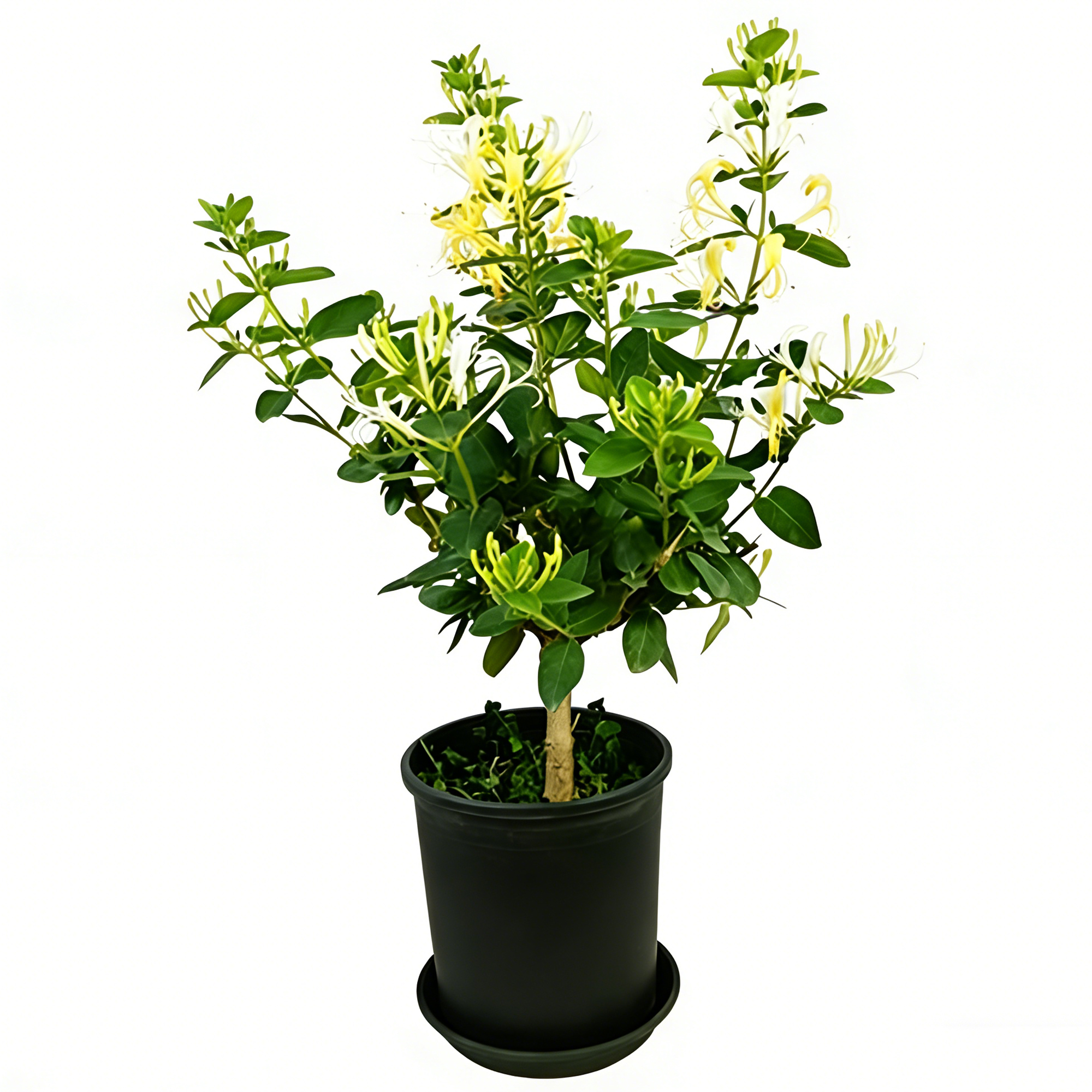 金银花