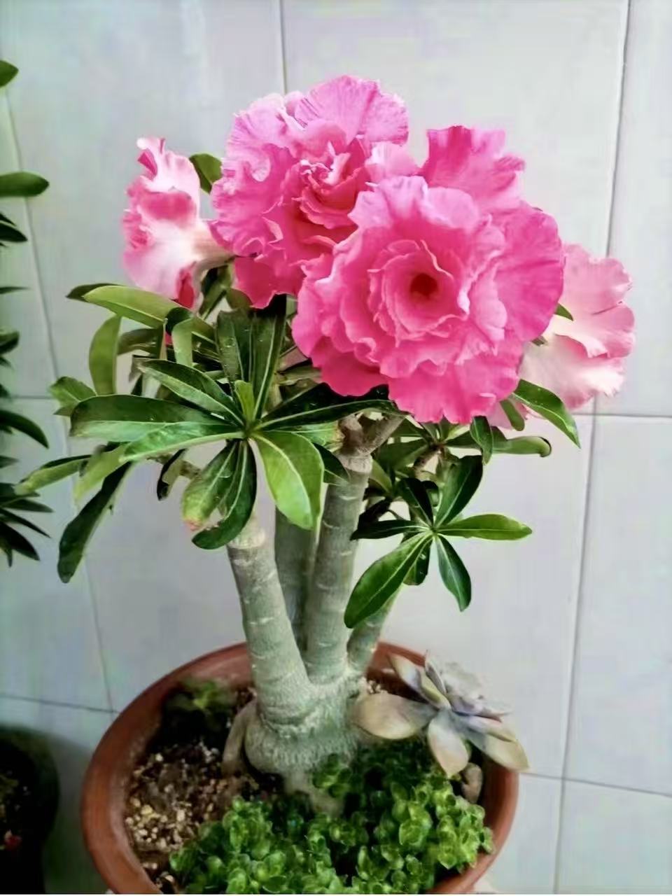 沙漠玫瑰