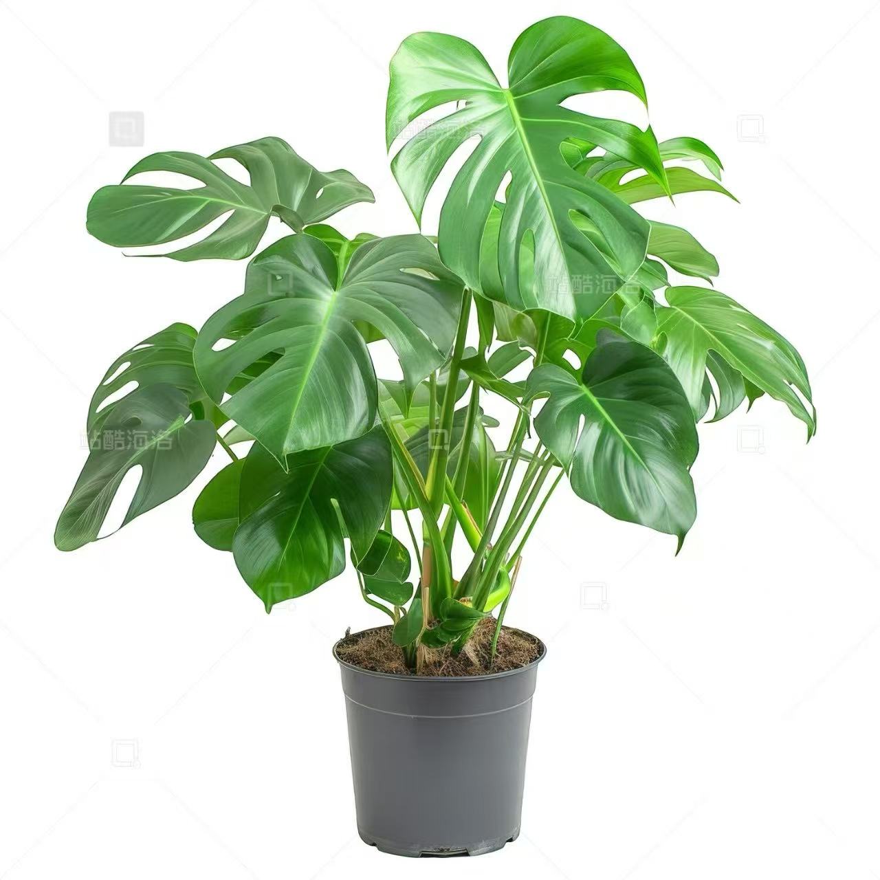 Monstera deliciosa