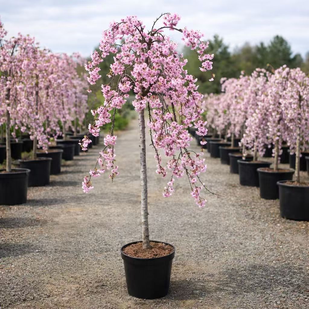 Weeping cherry blossom