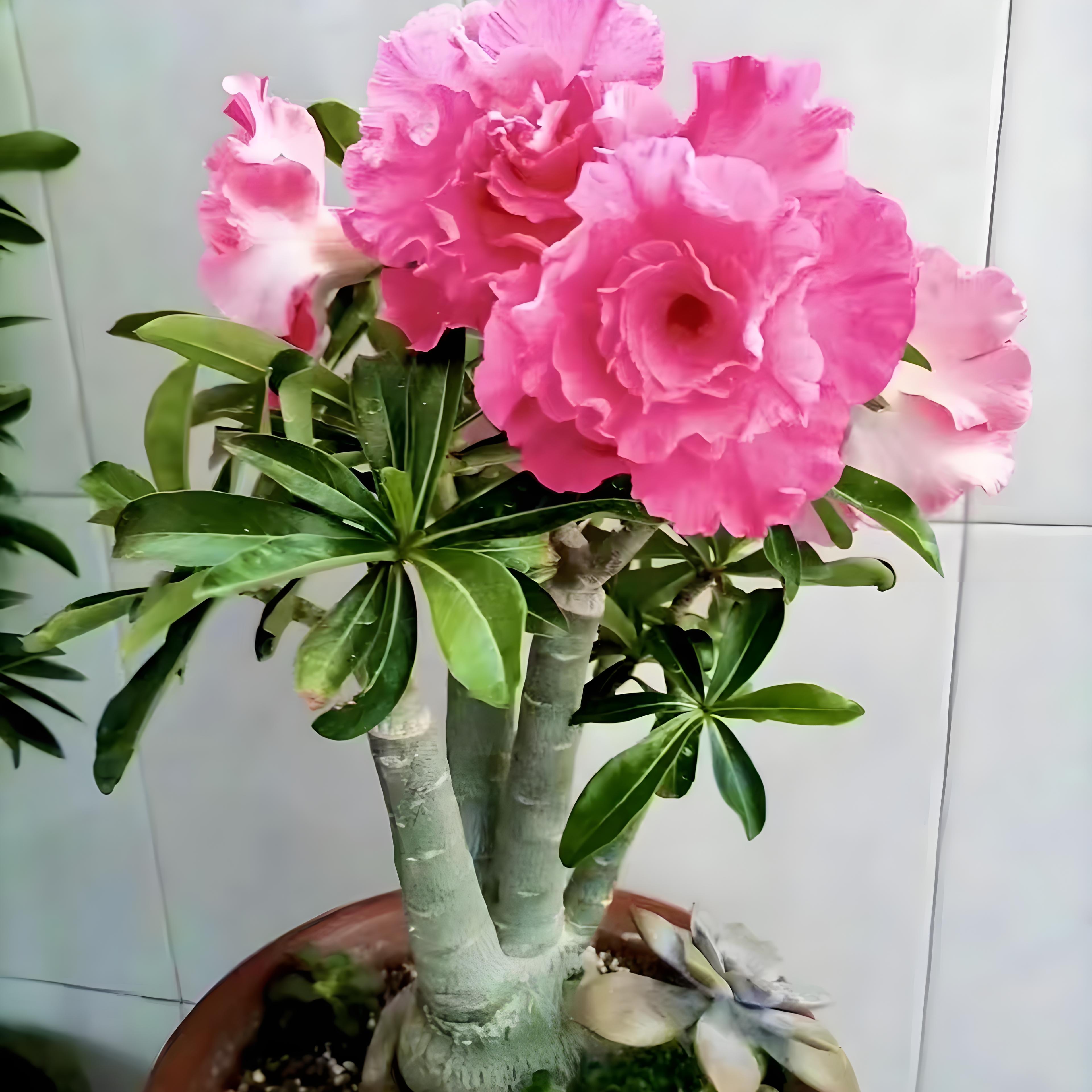 Adenium obesum