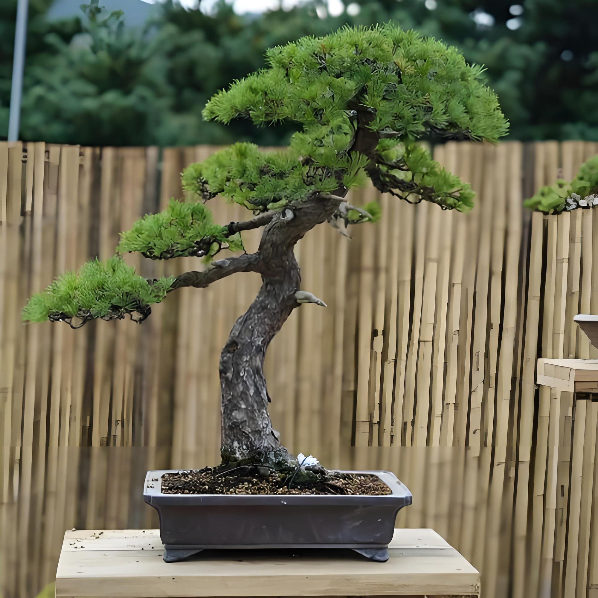 Japanese White Pine