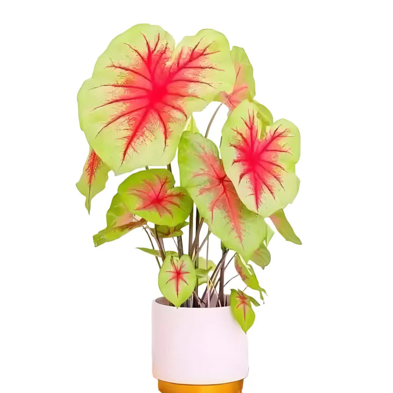 Caladium