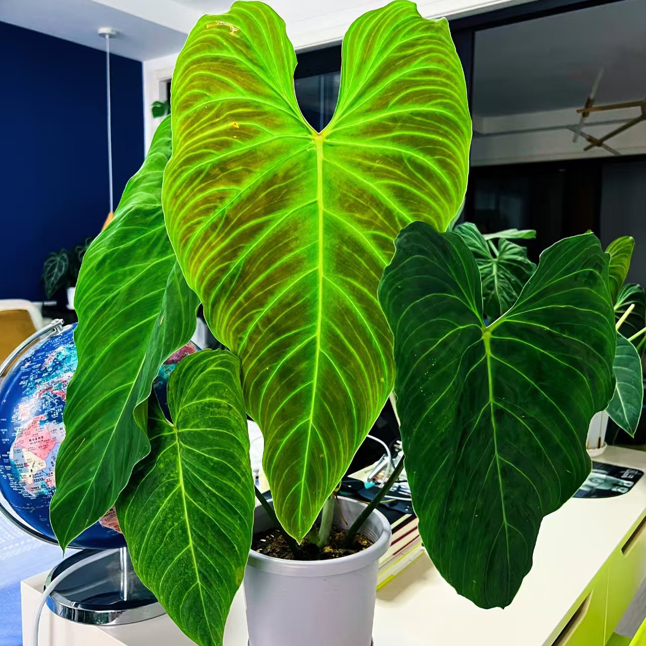 Philodendron