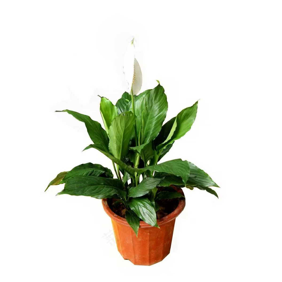 Spathiphyllum