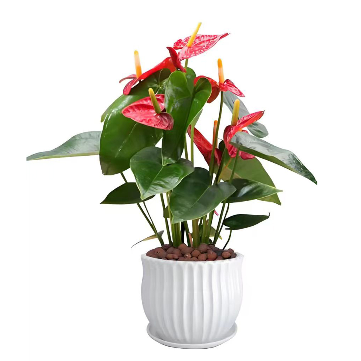 Anthurium