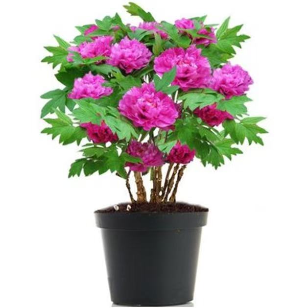 Paeonia suffruticosa