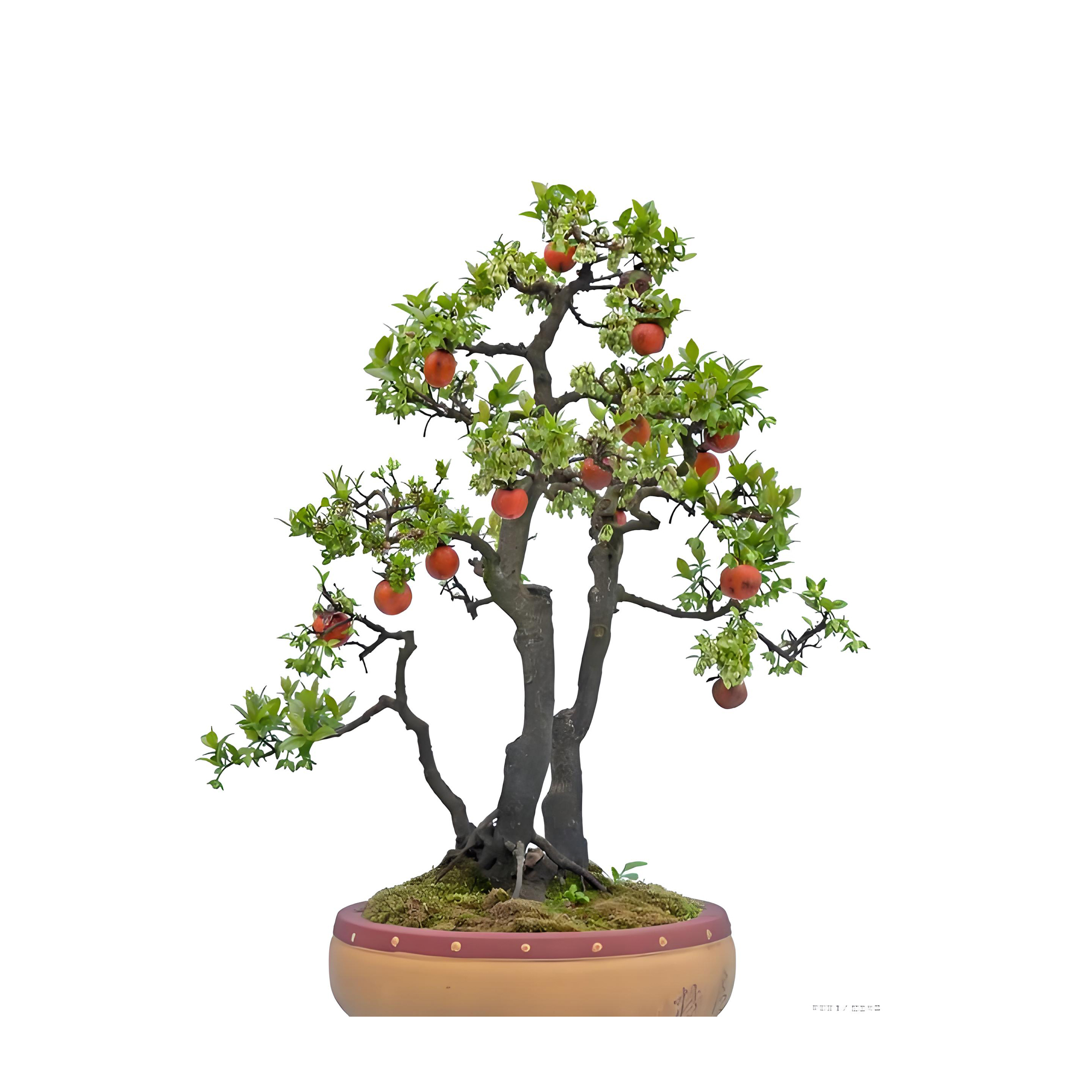 Punica granatum L.