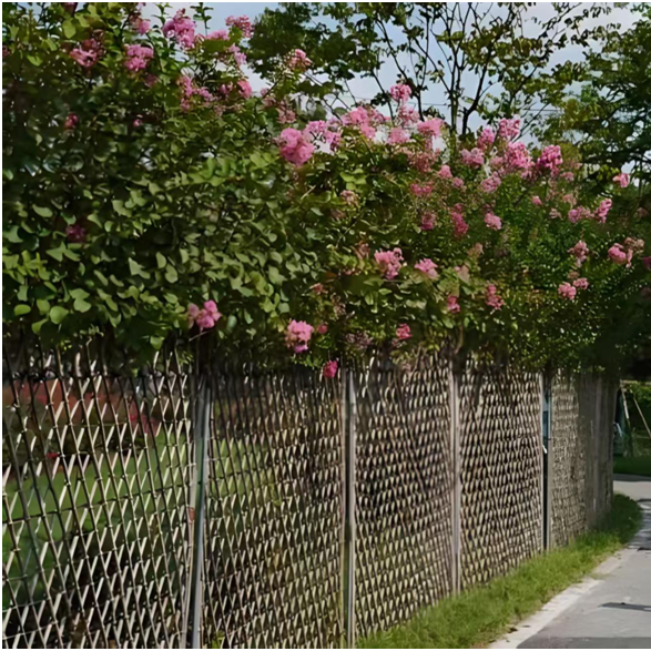 Lagerstroemia indica