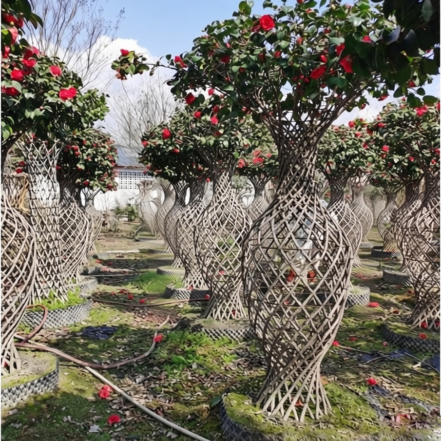 Camellia sp