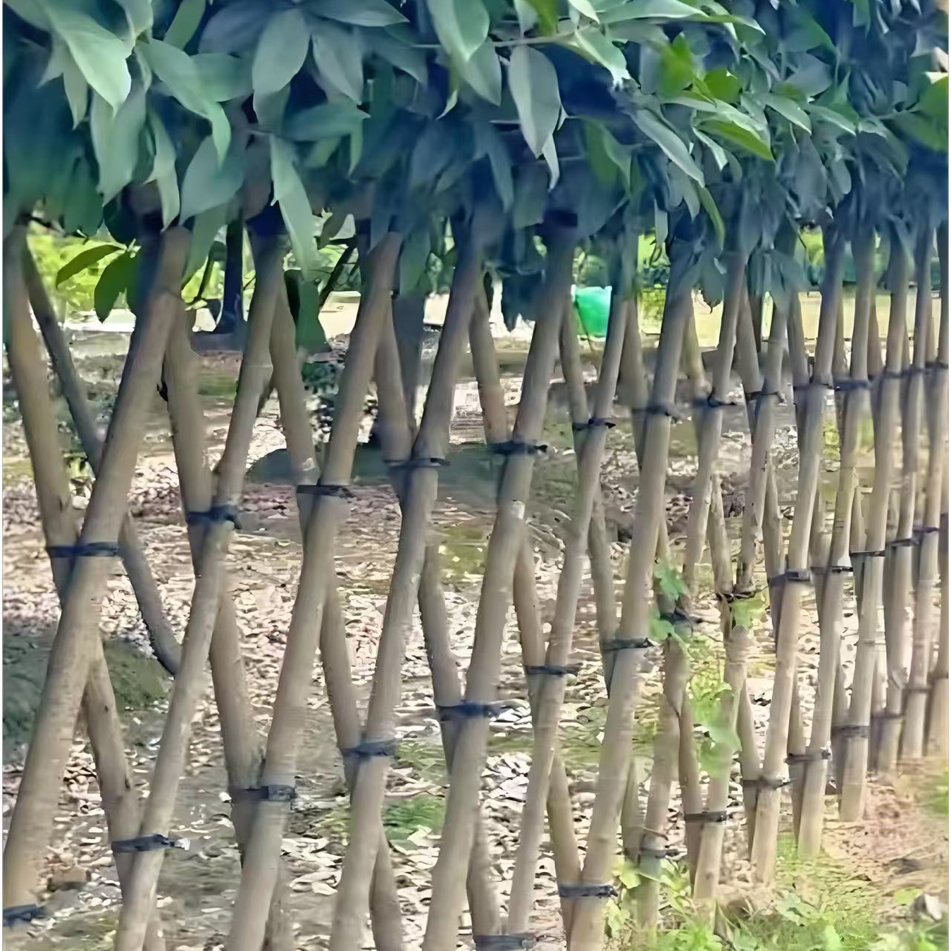 Osmanthus fragrans
