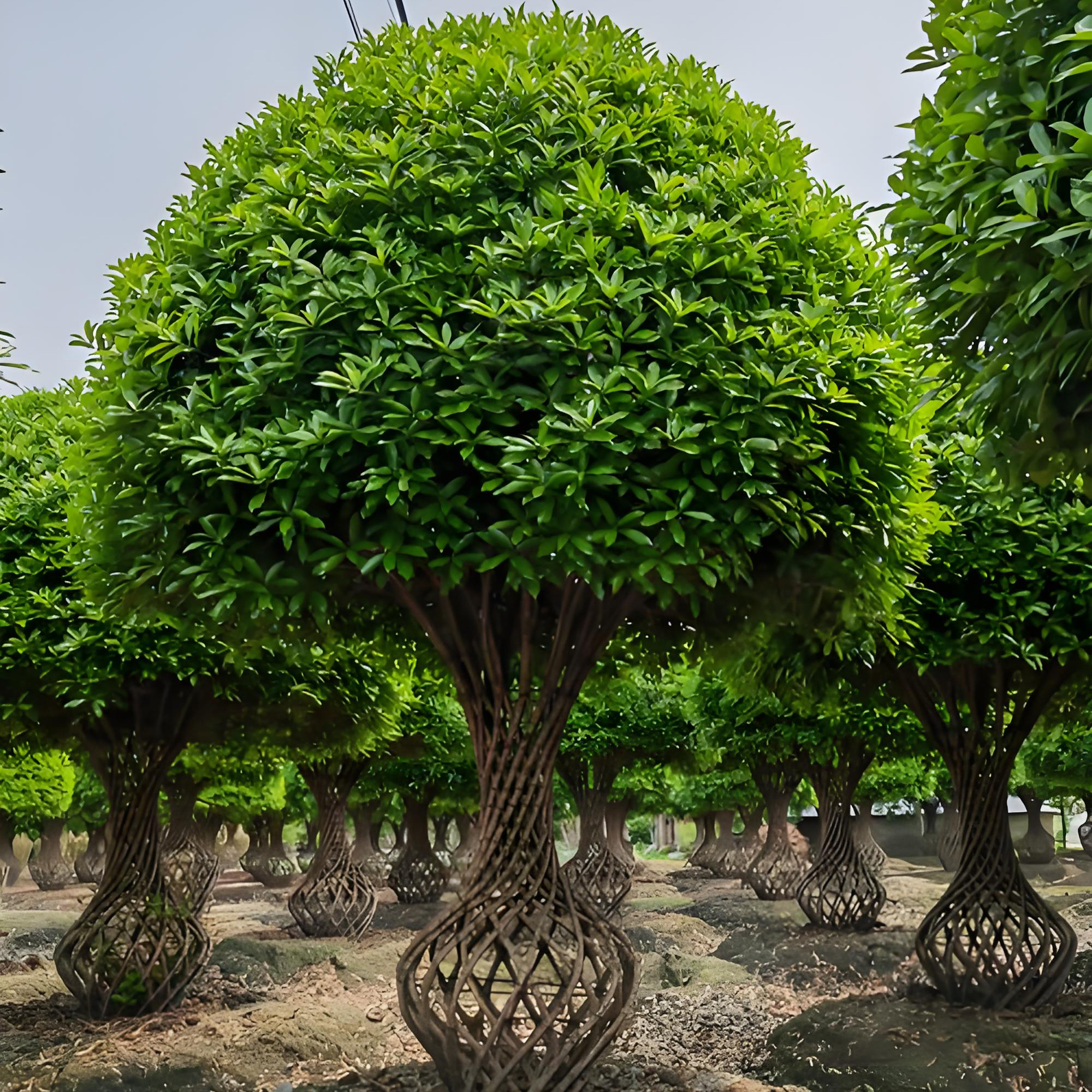 Osmanthus fragrans