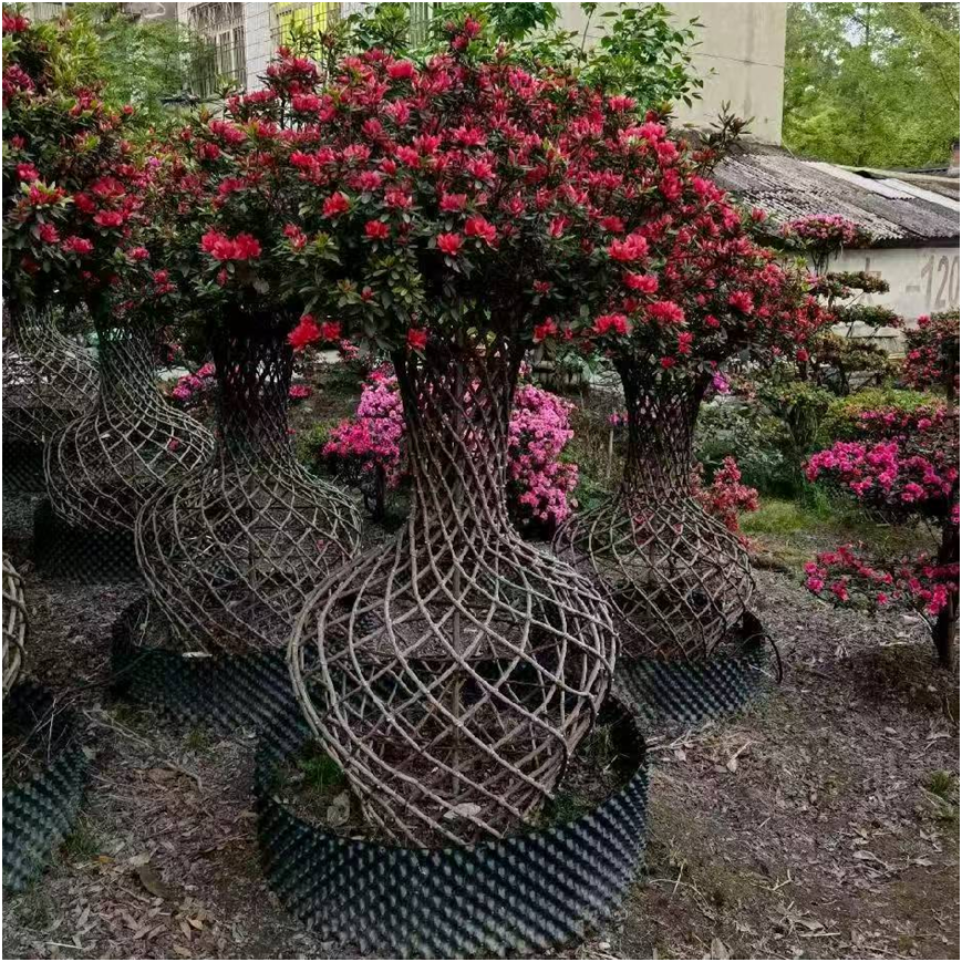 ‌Rhododendron simsii‌