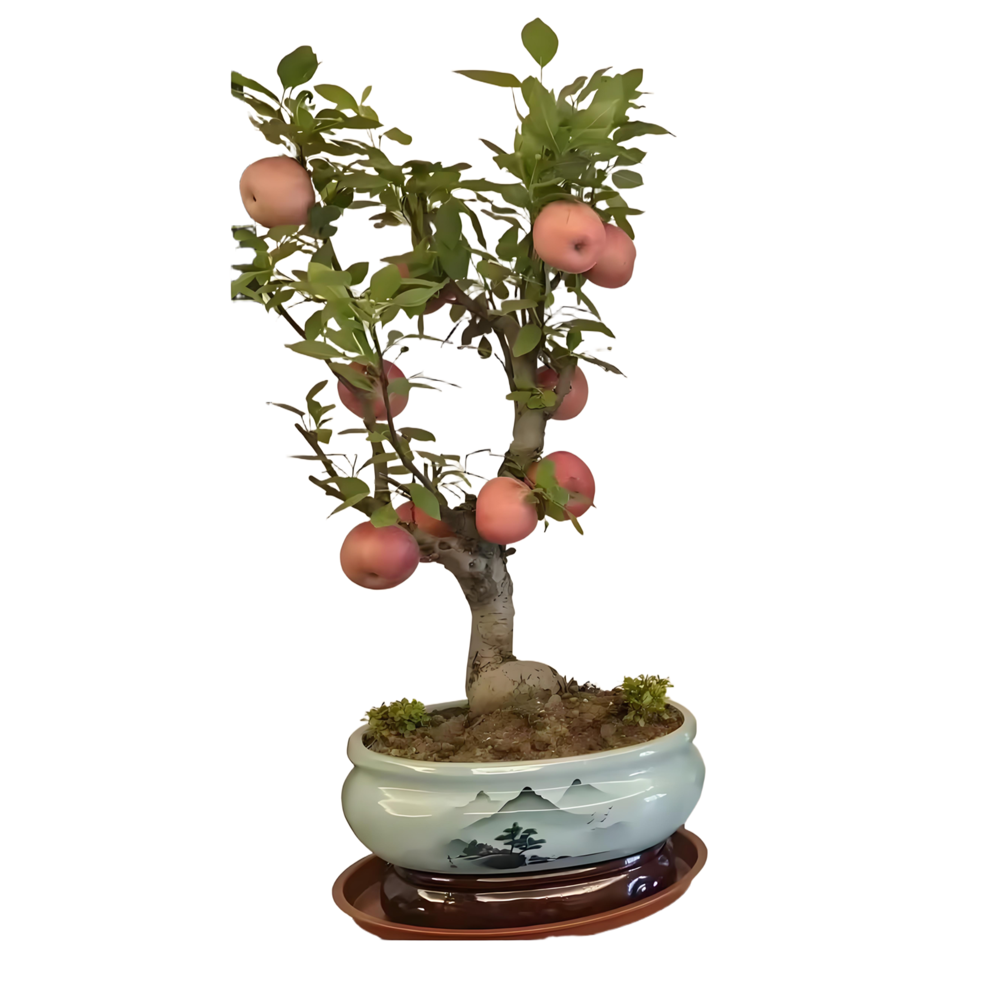 Malus pumila