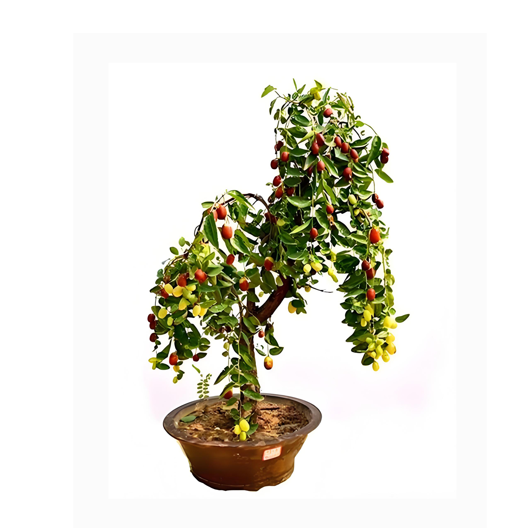 Ziziphus jujuba‌ Mill.