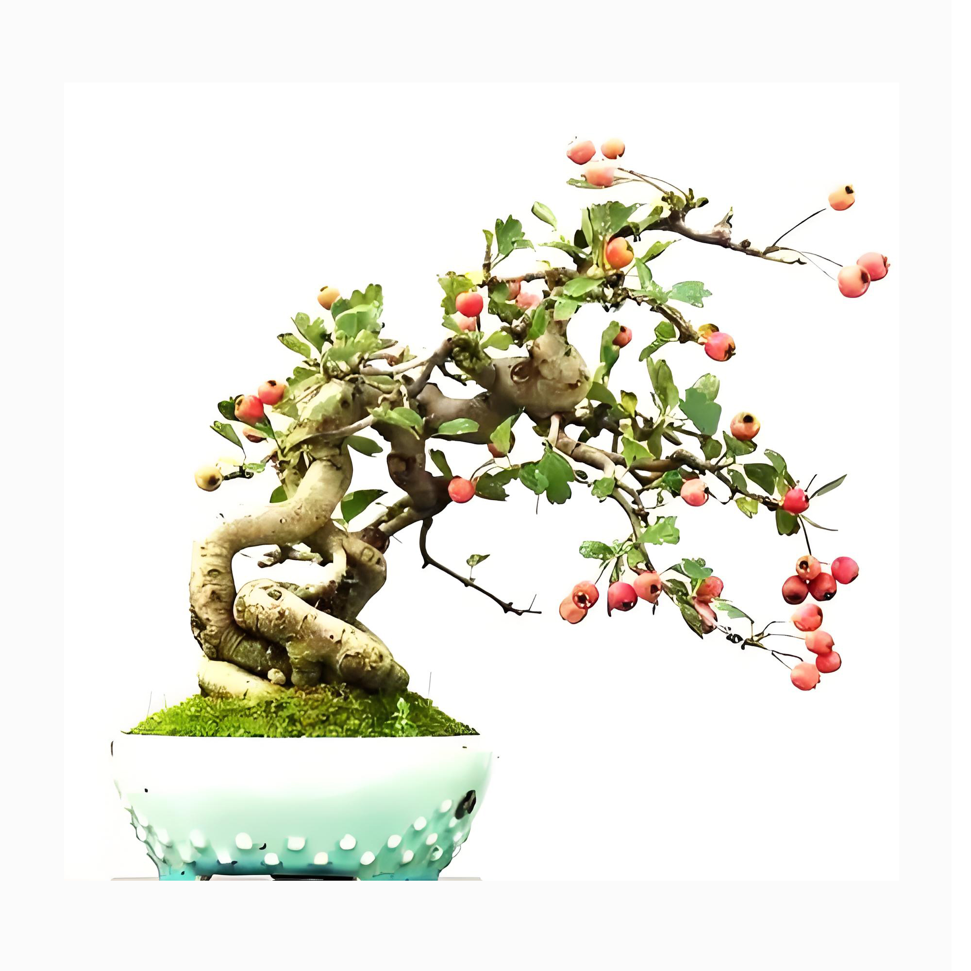 Crataegus pinnatifida