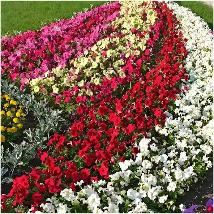 Petunia hybrida。