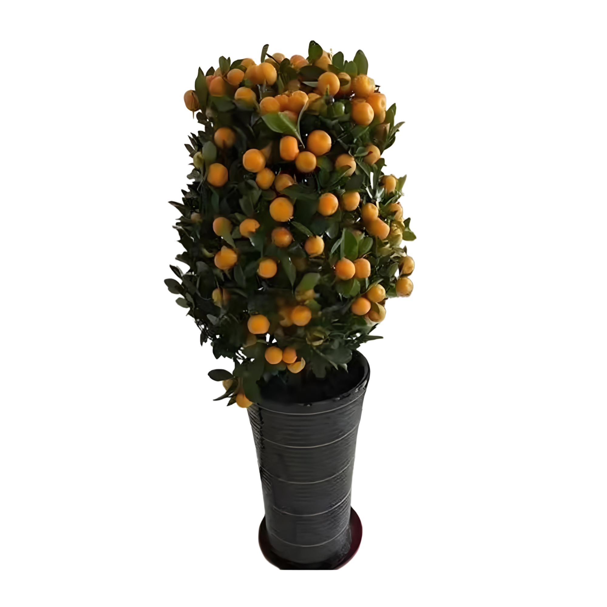 Fortunella margarita‌ (Lour.) Swingle