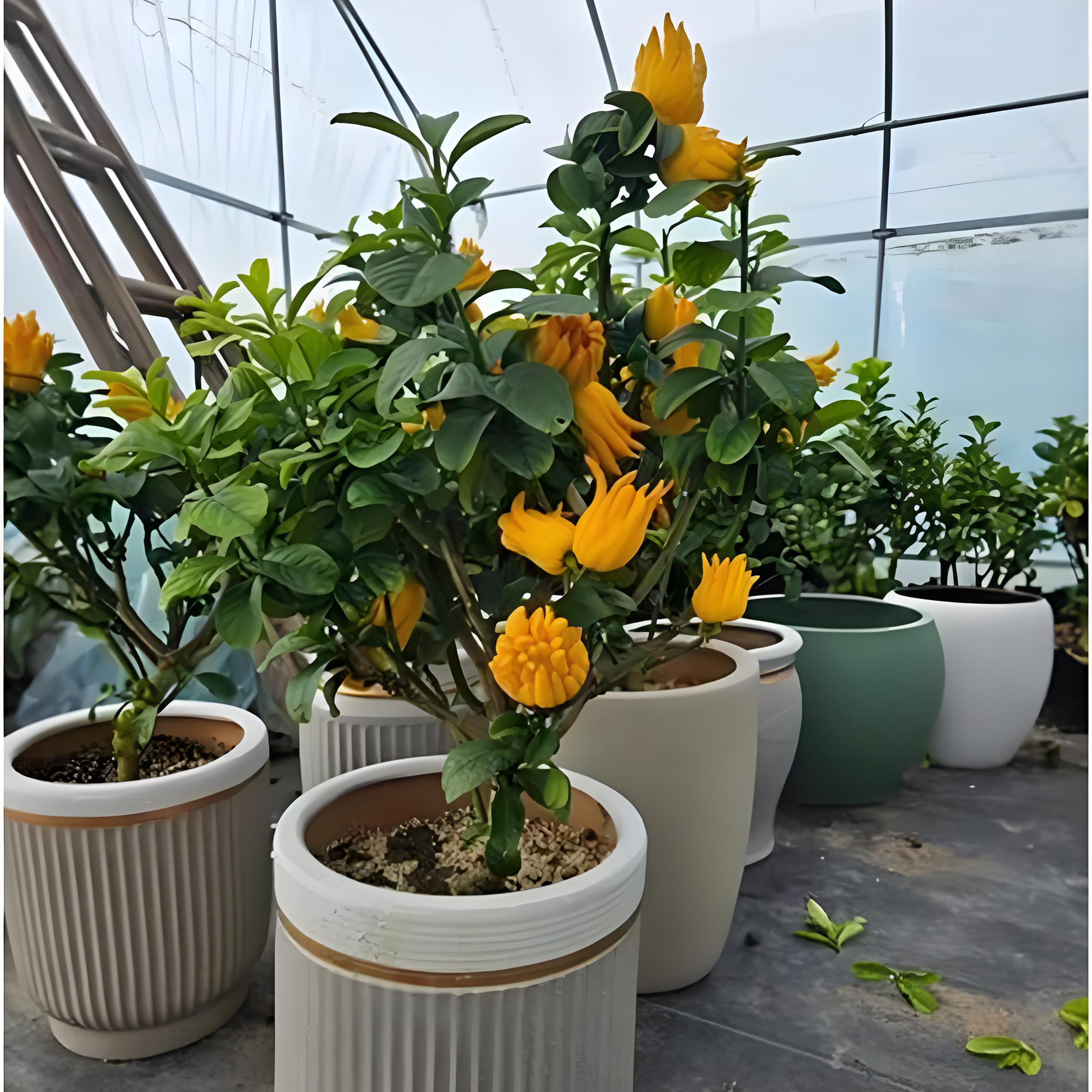 Citrus medica L. var. sarcodactylis Swingle‌