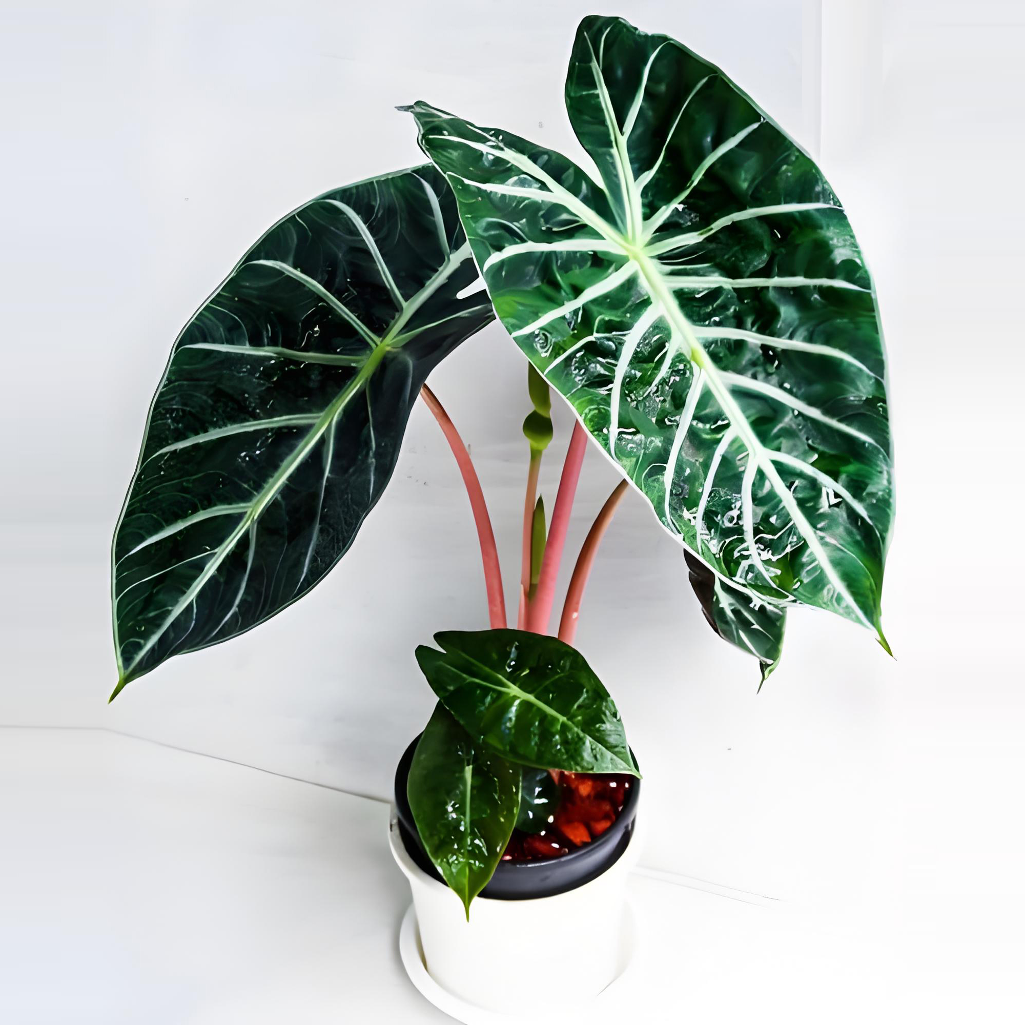 Alocasia