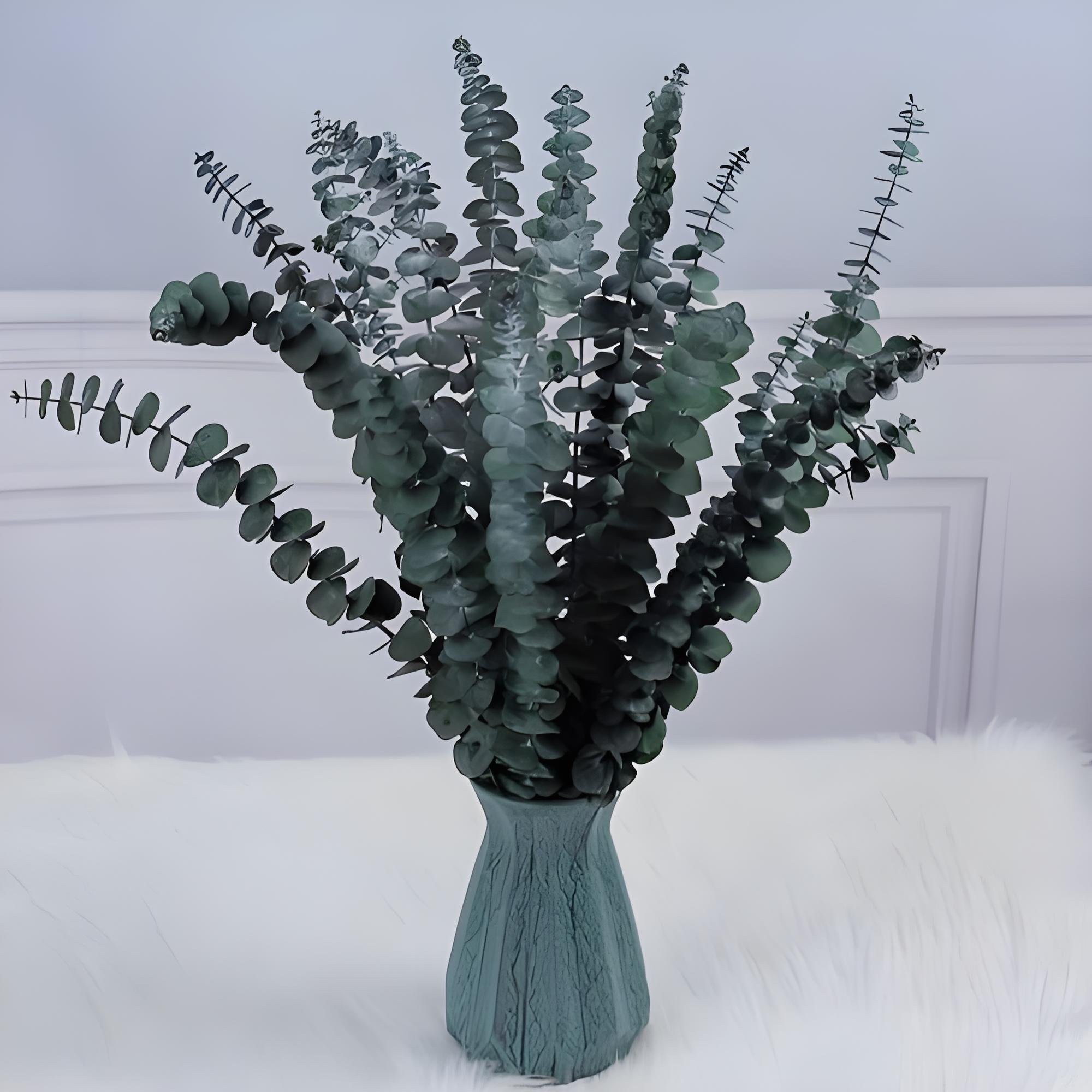 Eucalyptus pulverulenta‌